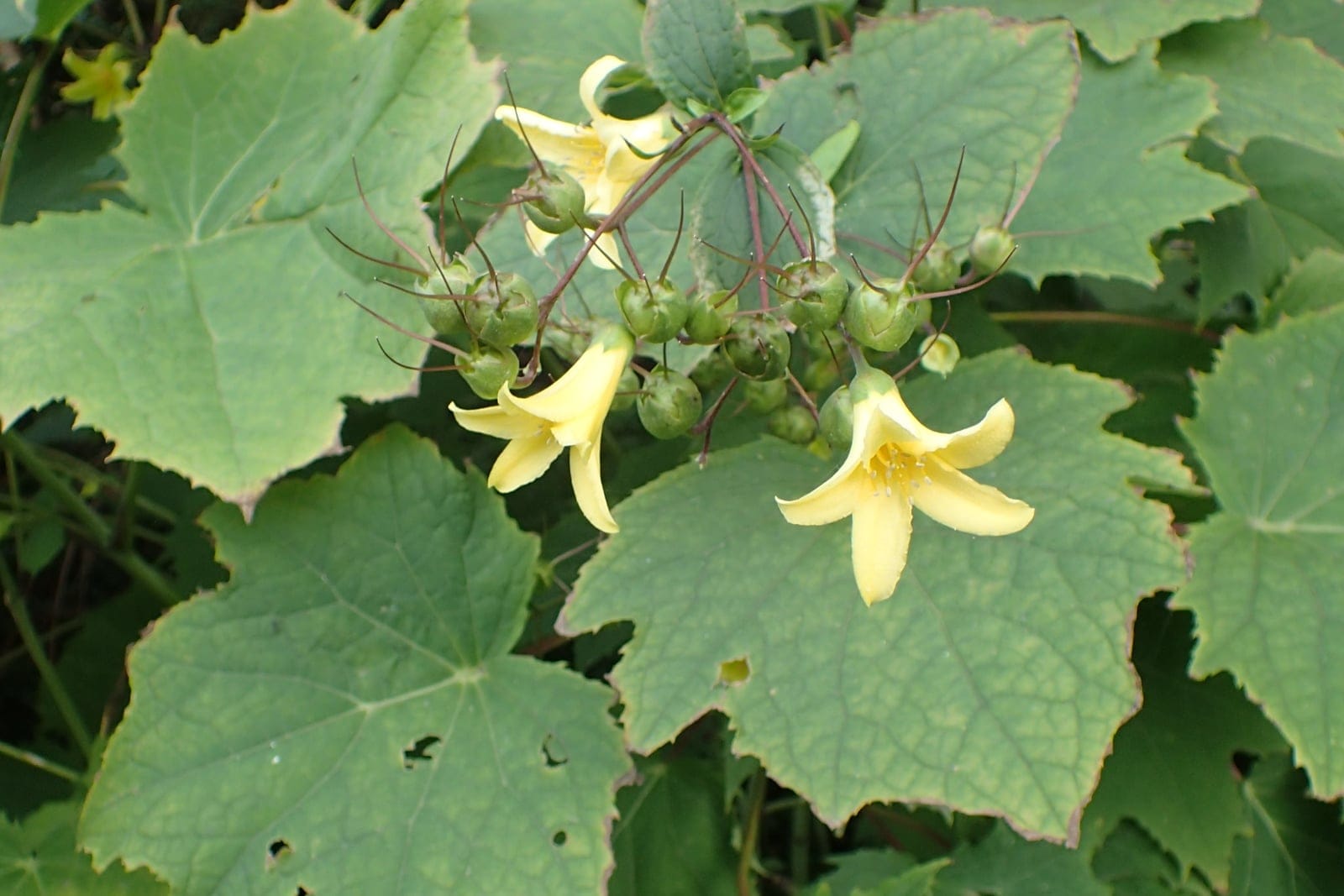 Kirengeshoma palmata en flor, que muestra hojas grandes y palmeadas, tallos ramificados de color granate oscuro y flores cerosas colgantes de color amarillo pálido con botones verdes