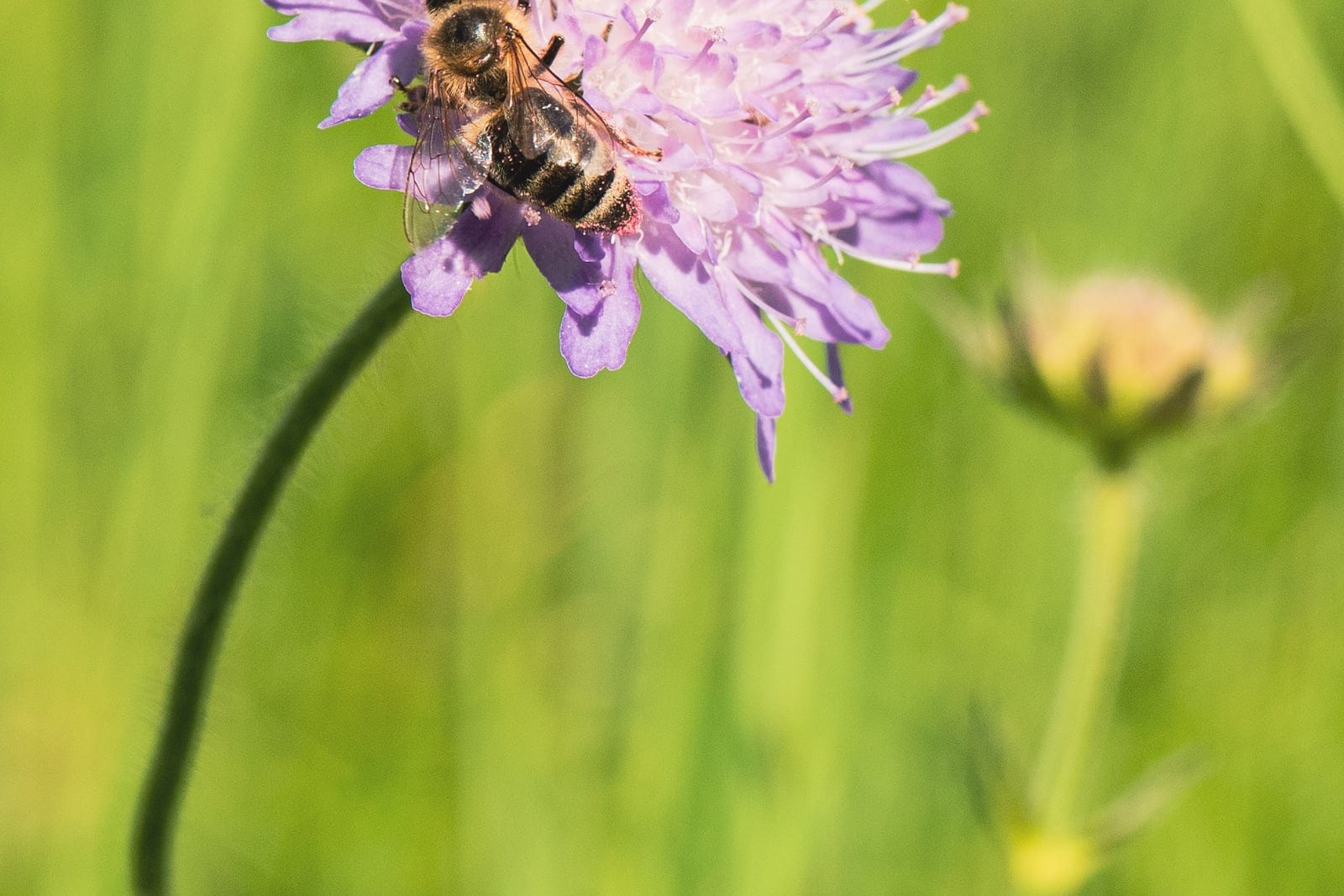 Field scabious (Knautia arvensis) - a fully open, domed, pincushion-like lilac-pink flowerhead with protruding stamens, visited by a foraging honey bee, on a slender wiry stem in a sunny meadow.