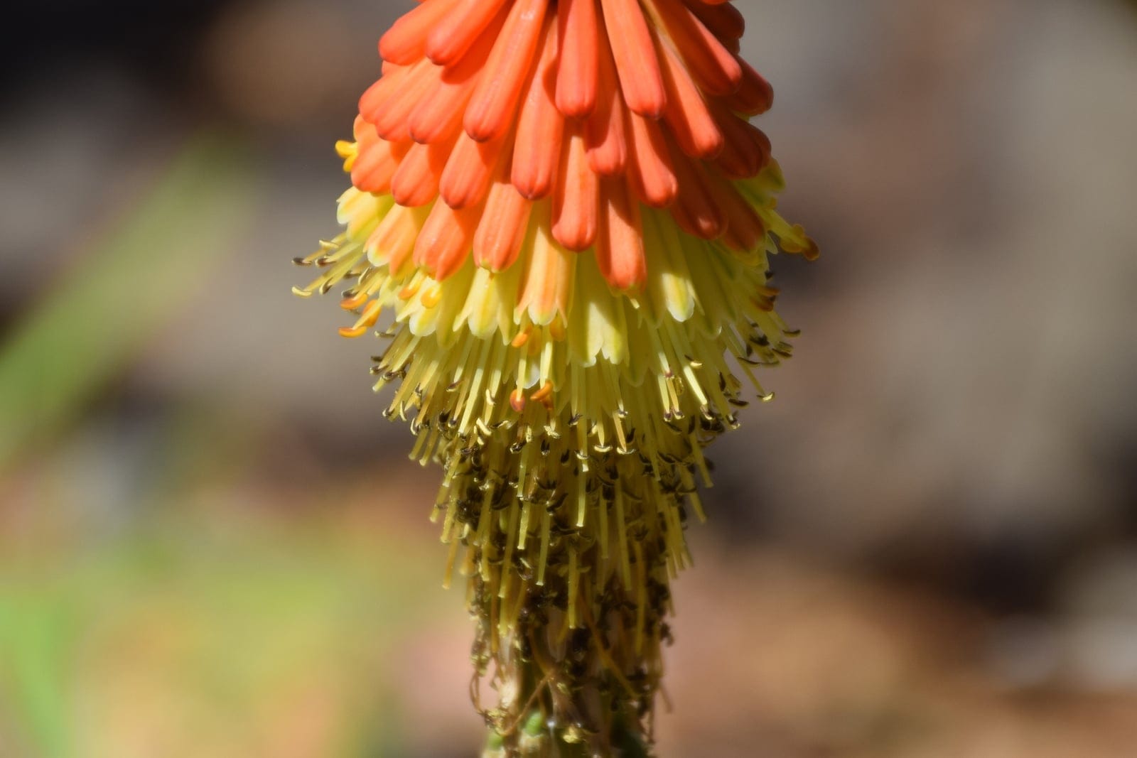 Close-up of Kniphofia rooperi flowering spike showing a dense bicoloured torch of tubular flowers transitioning from scarlet-red at the top to orange and yellow toward the base