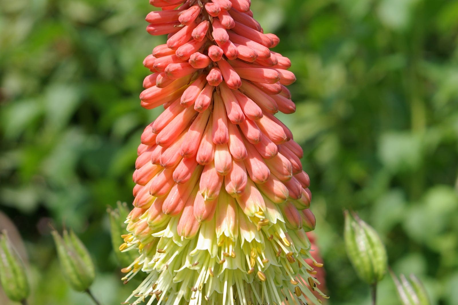 Red-hot poker (Kniphofia uvaria) - dense torch-like flower spike (bottlebrush raceme) of many small downward-pointing tubular flowers, bicolor coral-red-to-creamy-yellow gradient from top to bottom showing the top-down opening sequence (red buds above, open pale flowers below), protruding stamens on the open lower flowers and a thick green flowering scape.