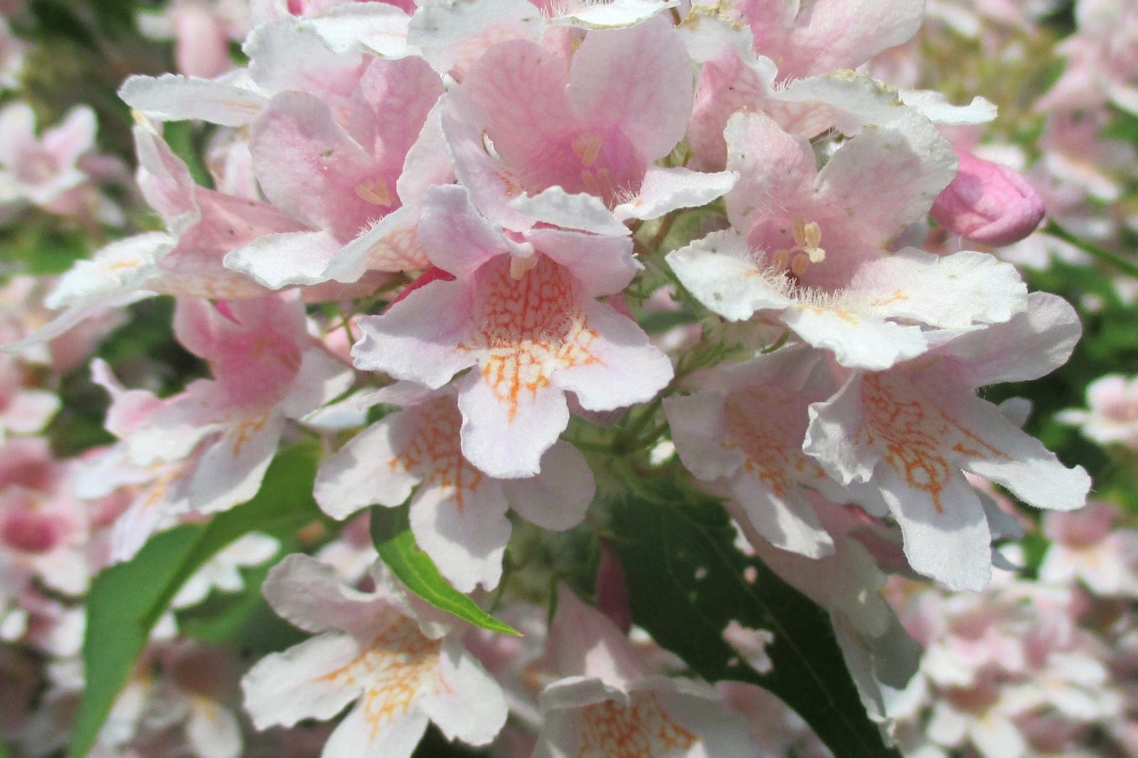 Beauty bush (Kolkwitzia amabilis) - bell-shaped (campanulate) tubular flowers borne in dense clusters along the branch, pale-pink to white corollas with a bright yellow-orange throat marked by orange reticulate veining, abundant simultaneous bloom (flowering branch smothered in flowers) on a leafy deciduous shrub.