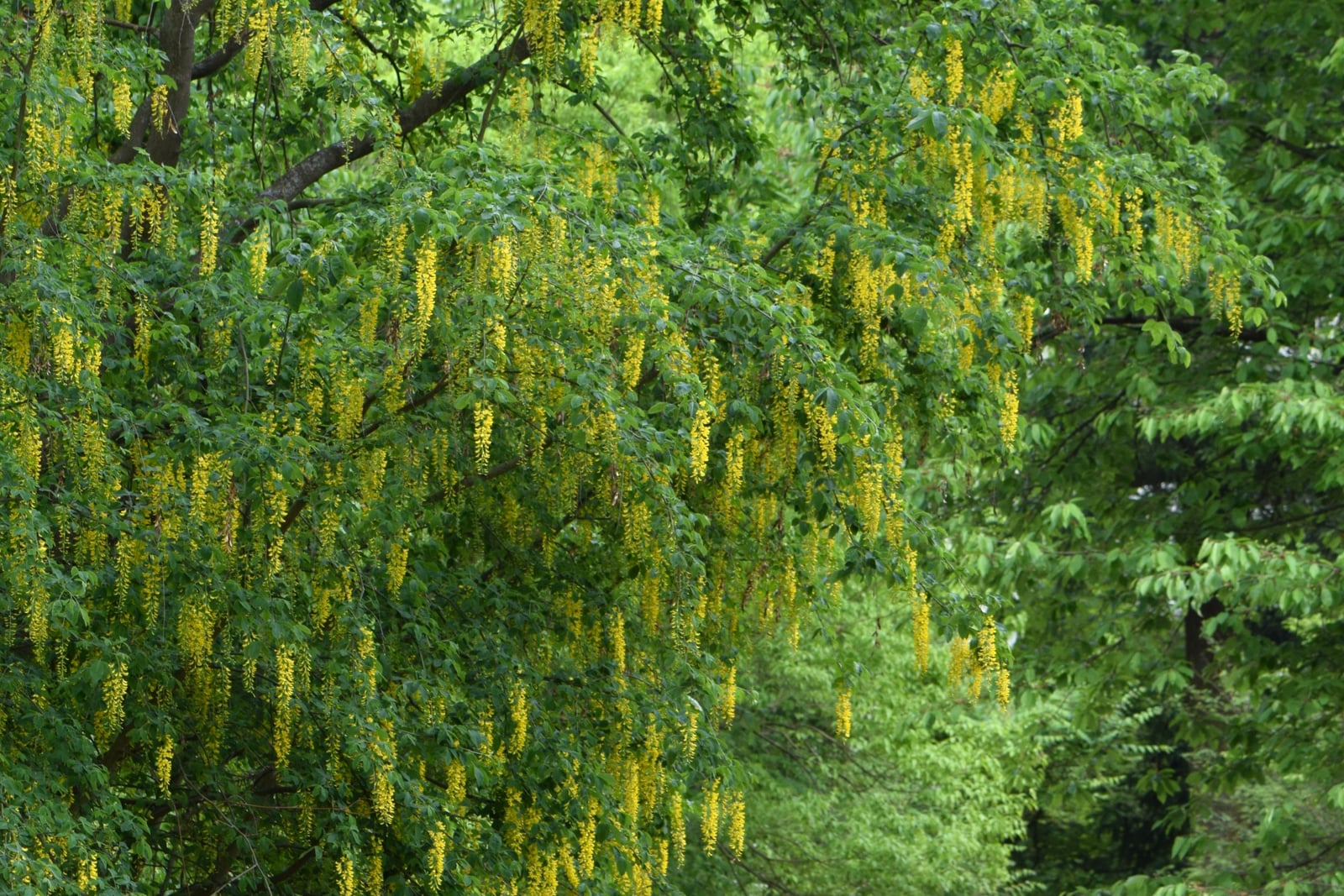 Common laburnum (Laburnum anagyroides) in full bloom, long pendulous chains of golden-yellow pea flowers hanging densely from the branches.
