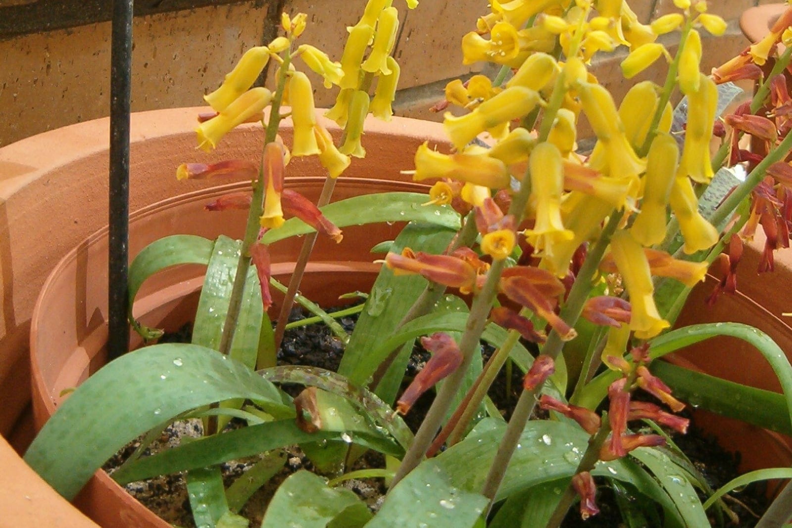 Cape cowslip (Lachenalia aloides) - pendent, tubular flowers shading from yellow through orange/green to red, carried in dense racemes on erect stems, fleshy, broad strap-shaped basal leaves (some showing the maroon/purple speckling typical of the species), bulbous geophyte habit with multiple flowering spikes rising from a clumping rosette in a pot.