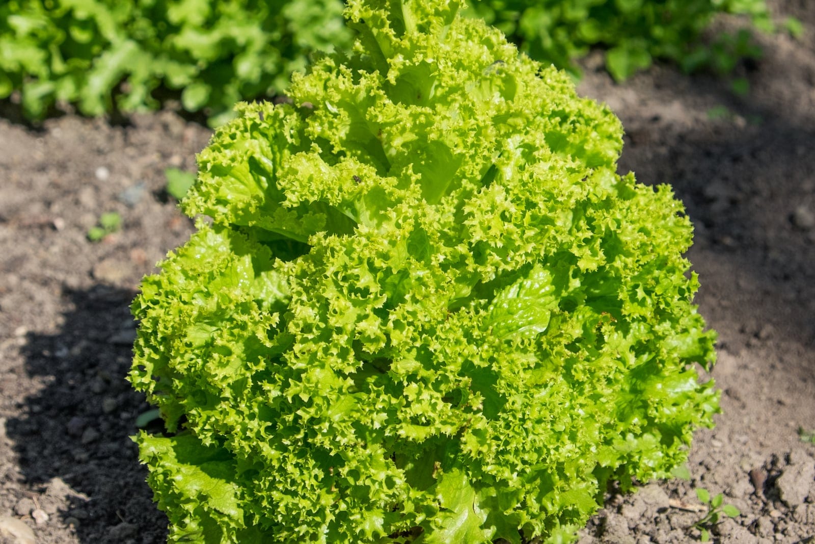 Lettuce (Lactuca sativa) 'Lollo Bionda' cultivar showing loose-leaf rosette of light-green ruffled foliage.