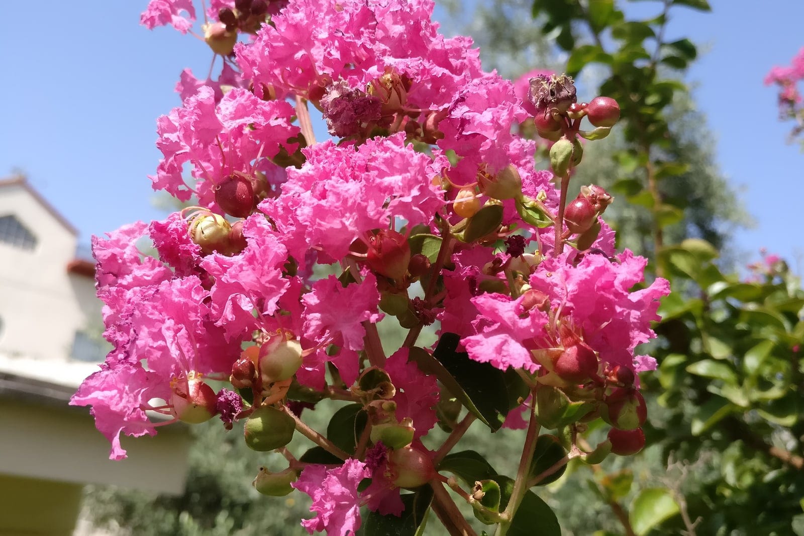 Crape myrtle (Lagerstroemia indica) showing a dense panicle of crinkled, crepe-textured magenta-pink flowers with rounded green buds and dark glossy foliage against a clear sky.