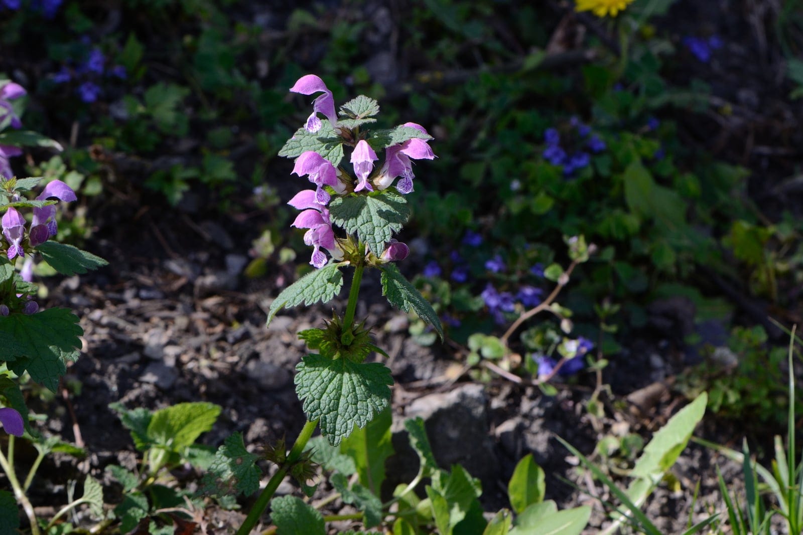 Spotted deadnettle (Lamium maculatum) - flowering groundcover habit: a low spreading mat of soft, toothed, silver-marked green leaves with whorls of two-lipped pink-purple flowers held above the foliage.