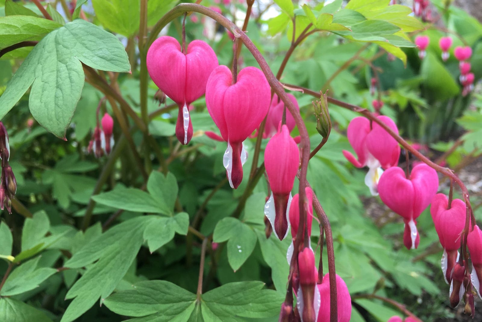 Bleeding heart (Lamprocapnos spectabilis) showing an arching raceme of nodding rose-pink heart-shaped flowers, each with a protruding white inner petal, above divided blue-green foliage.