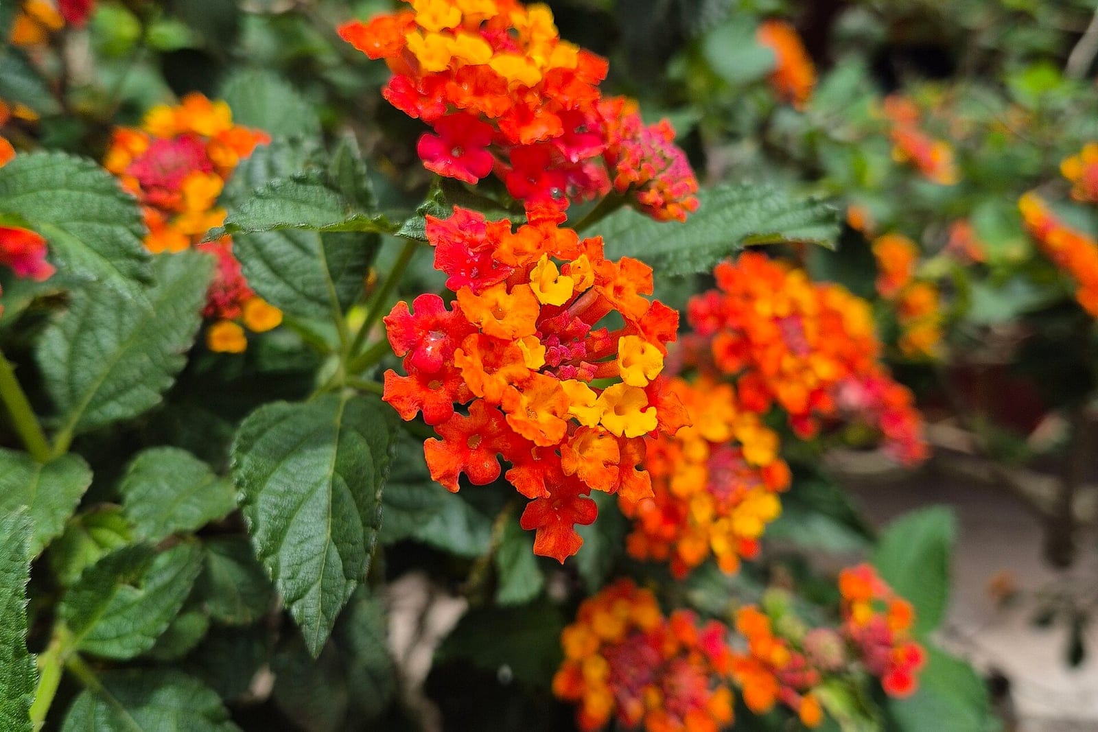 Lantana (Lantana camara) showing a dense hemispherical cluster of tiny five-lobed flowers grading from yellow-orange centers to red outer florets, above rough ovate toothed leaves.