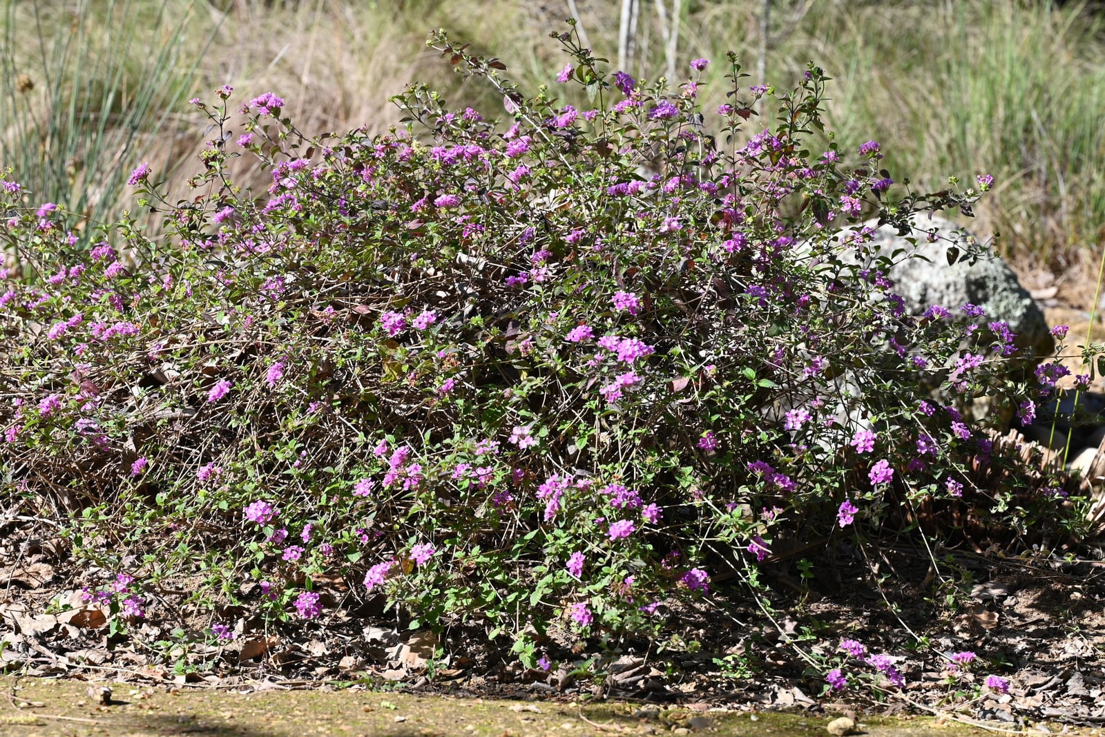 A low, sprawling mat of trailing lantana (Lantana montevidensis) covered in small lilac flower clusters, in a botanic garden in Seville, Spain.