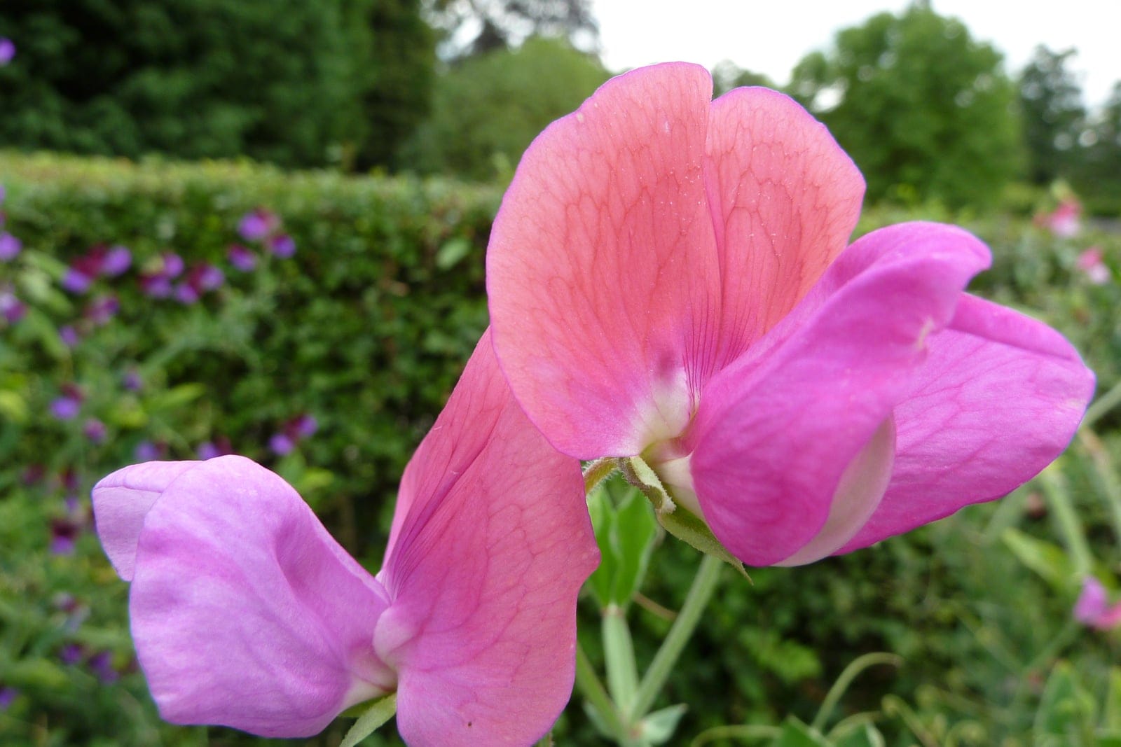 Sweet pea (Lathyrus odoratus 'Prince Edward of York') showing two to three large bicolor flowers per stem - broad ruffled rose-pink standards over deeper carmine-pink wings - borne on a green winged peduncle, with pea-family banner/wing/keel form.