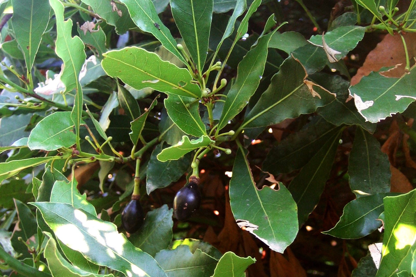 Bay laurel (Laurus nobilis) foliage showing leathery, glossy dark-green elliptic-to-lanceolate leaves with wavy margins and a pair of single-seeded purple-black berries.