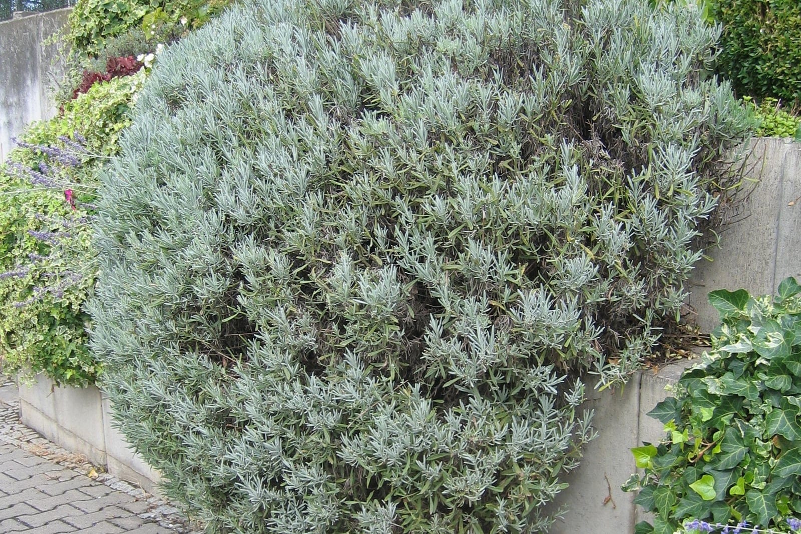English lavender (Lavandula angustifolia) as a broadly mounded, dense subshrub of fine silvery blue-green aromatic foliage.
