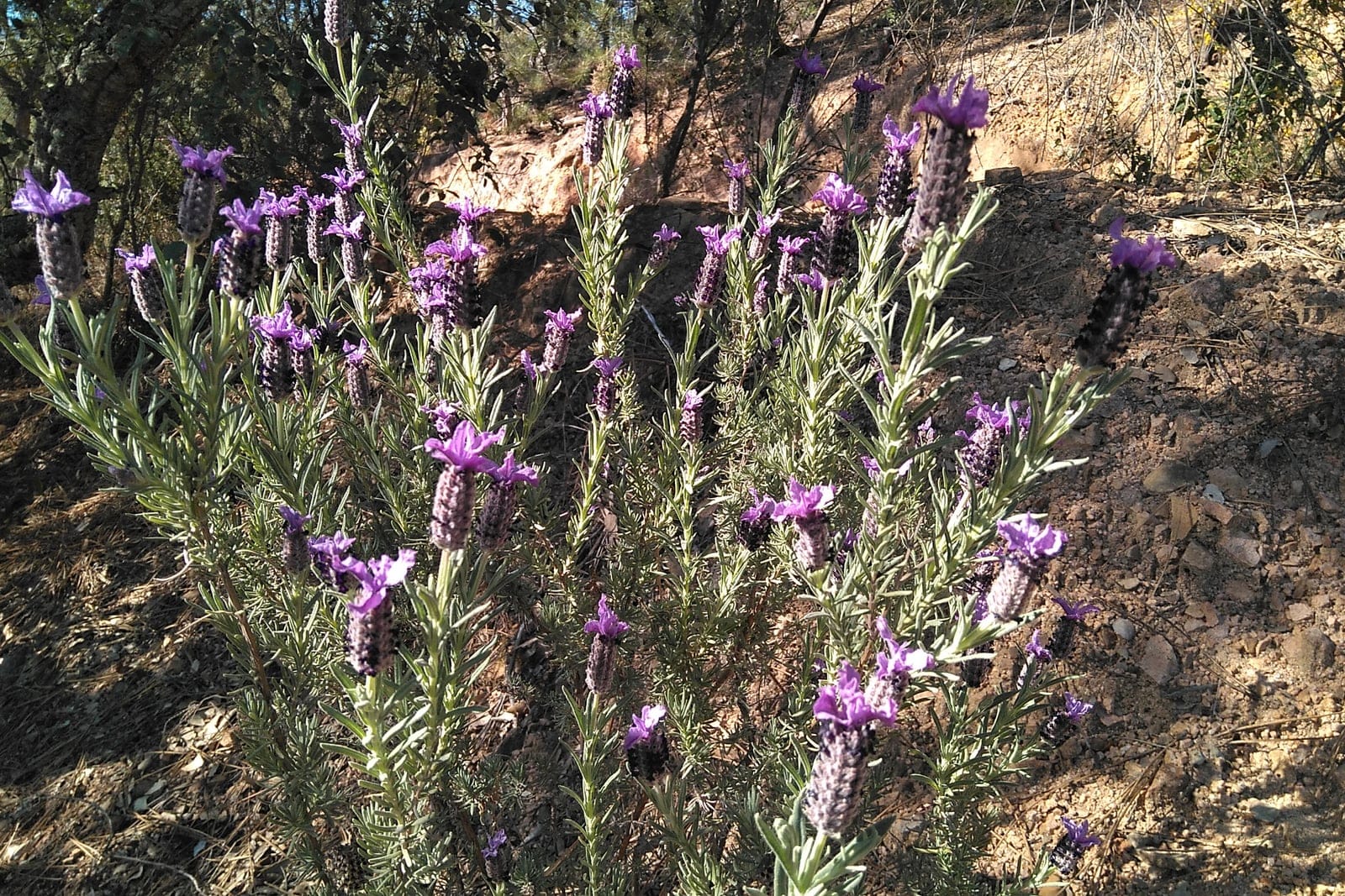 French lavender (Lavandula stoechas) - dense, squarish flower spikes topped by showy purple sterile bracts (the diagnostic 'rabbit-ear' tufts), narrow, linear, gray-green aromatic foliage, compact, bushy multi-stemmed sub-shrub habit.