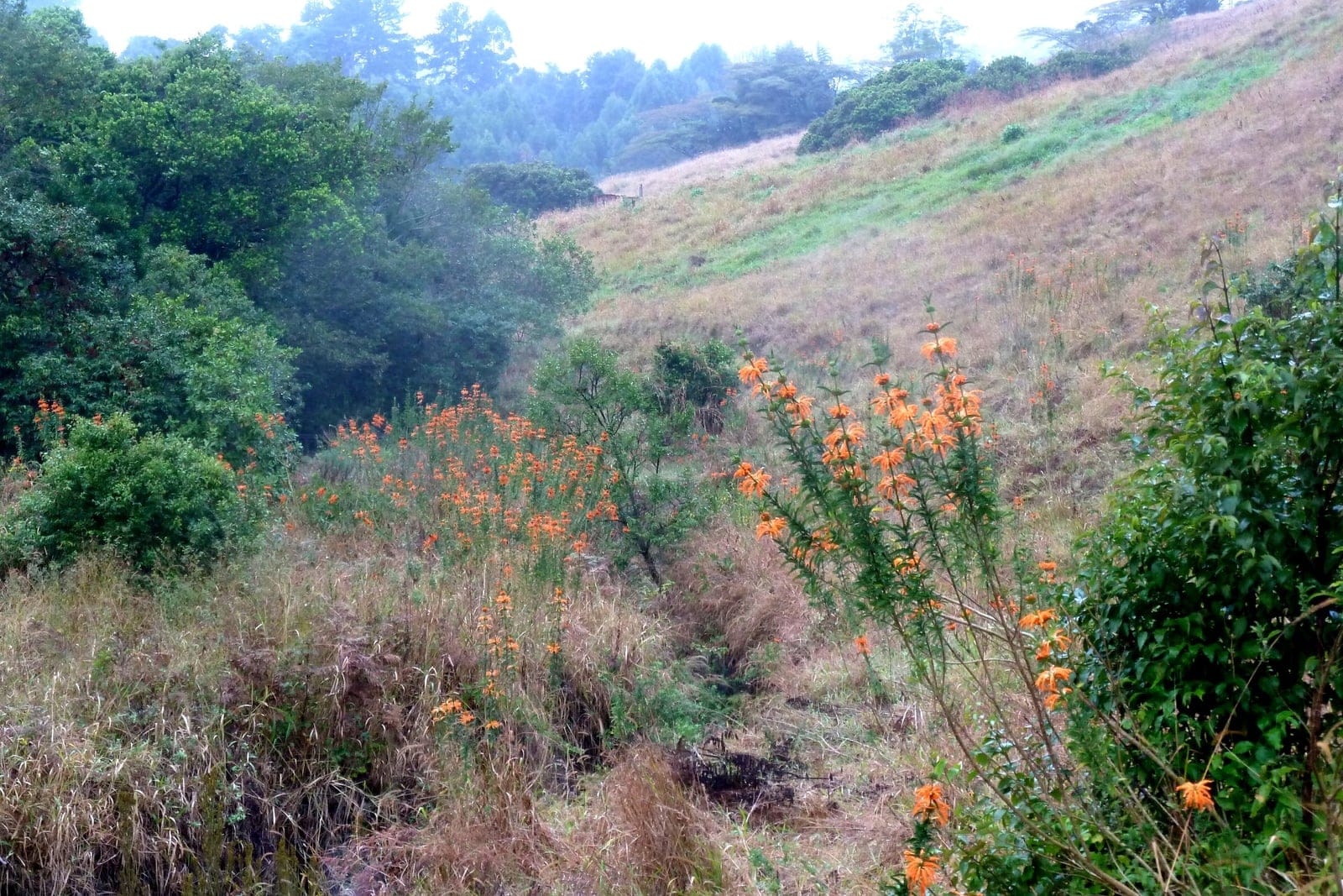 A Leonotis leonurus (lion's ear / wild dagga) shrub in flower, its erect square stems carrying tiered whorls of furry orange tubular blooms above narrow green leaves.