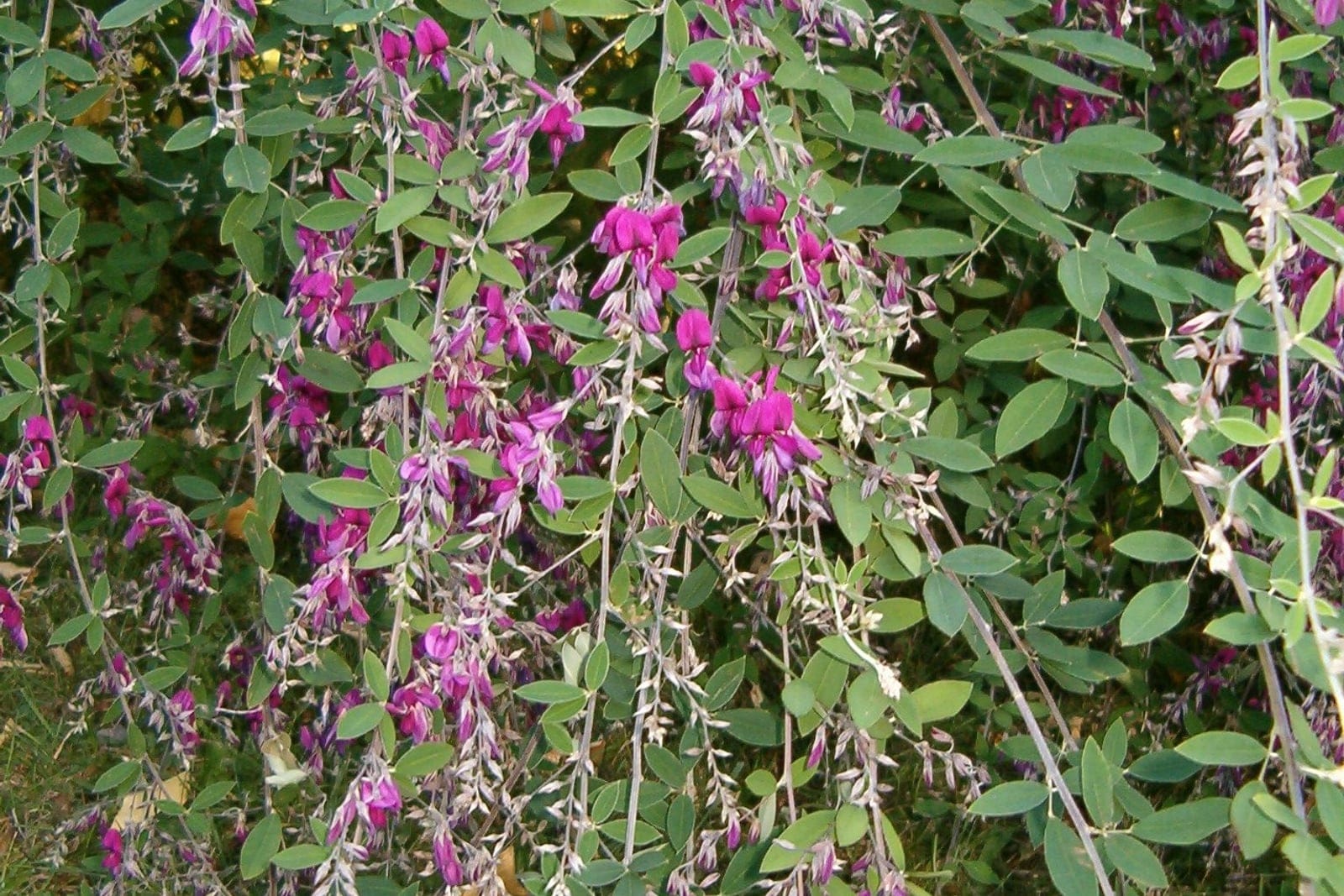 Lespedeza thunbergii en pleine floraison au Jardin botanique de Berlin, montrant des tiges arquées chargées de fleurs papilionacées roses en automne