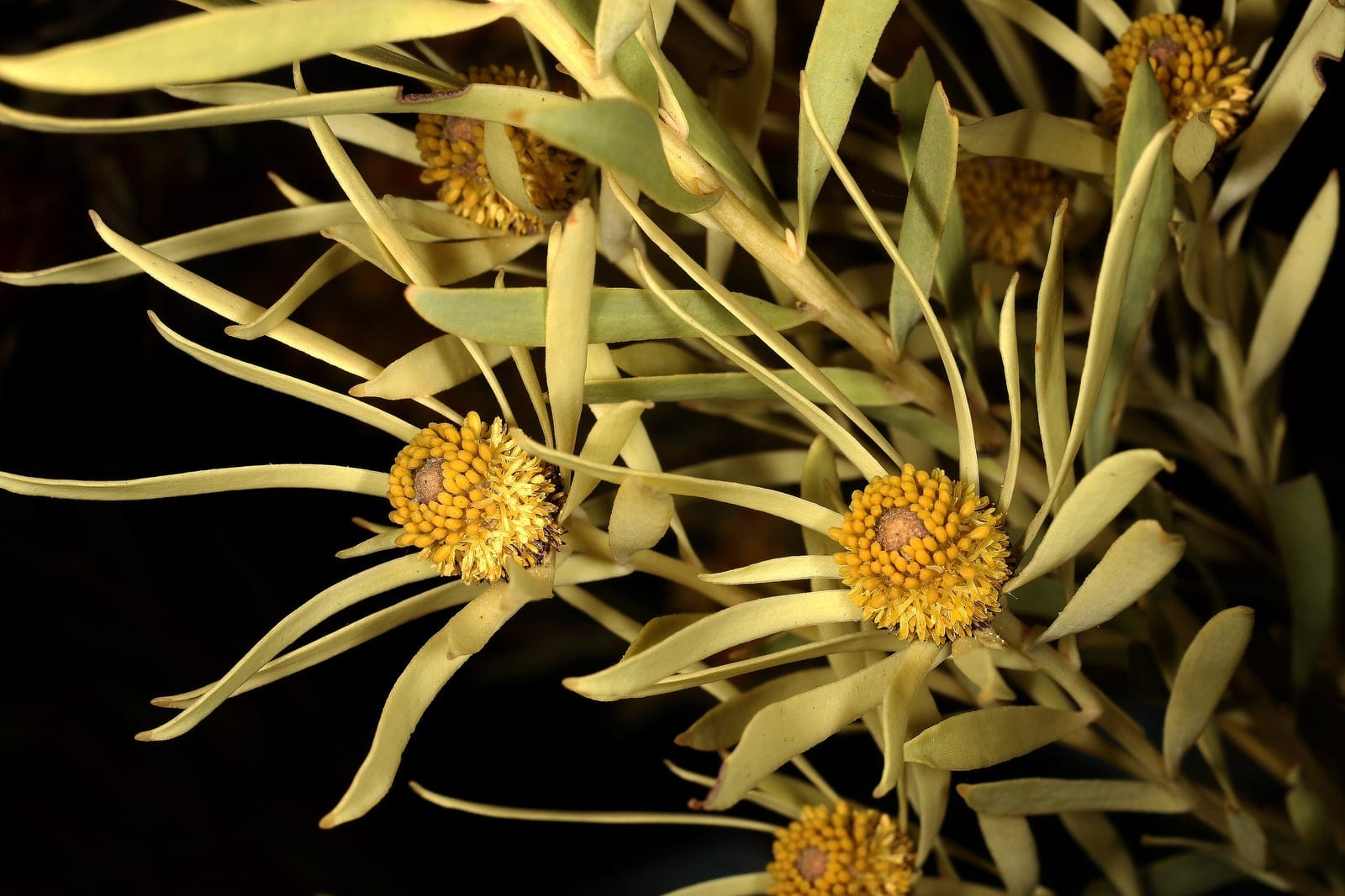 Common sunshine conebush (Leucadendron salignum) - slender grey-green leaves clustered at the stem tips, flushing pale yellow, yellow involucral leaf-bracts surrounding small cones at each stem tip, dense golden-yellow flower clusters (the showy 'sunshine' flush) at the cone centres.