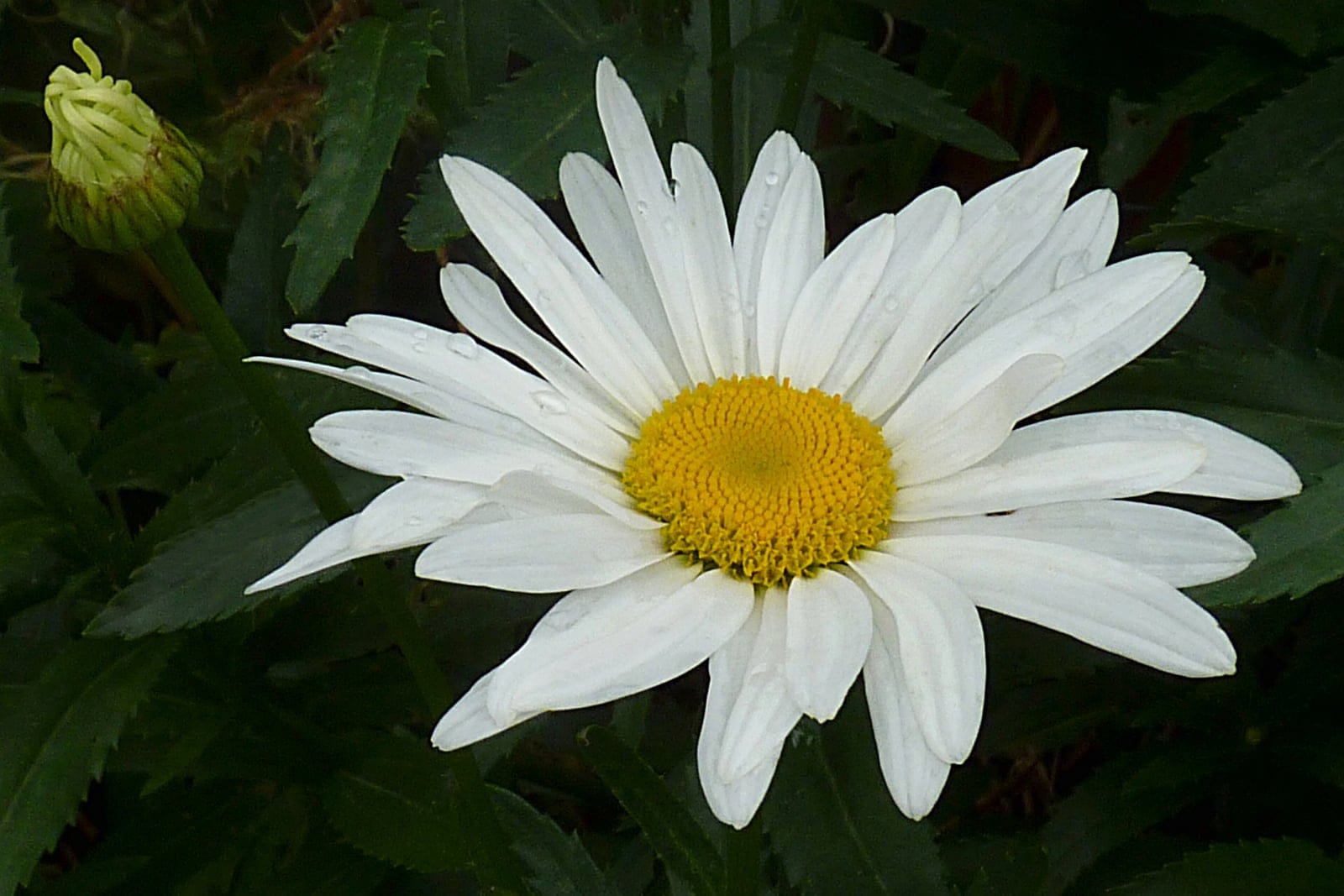 Shasta daisy (Leucanthemum × superbum) flower head showing white ray florets radiating around a flat yellow central disc.