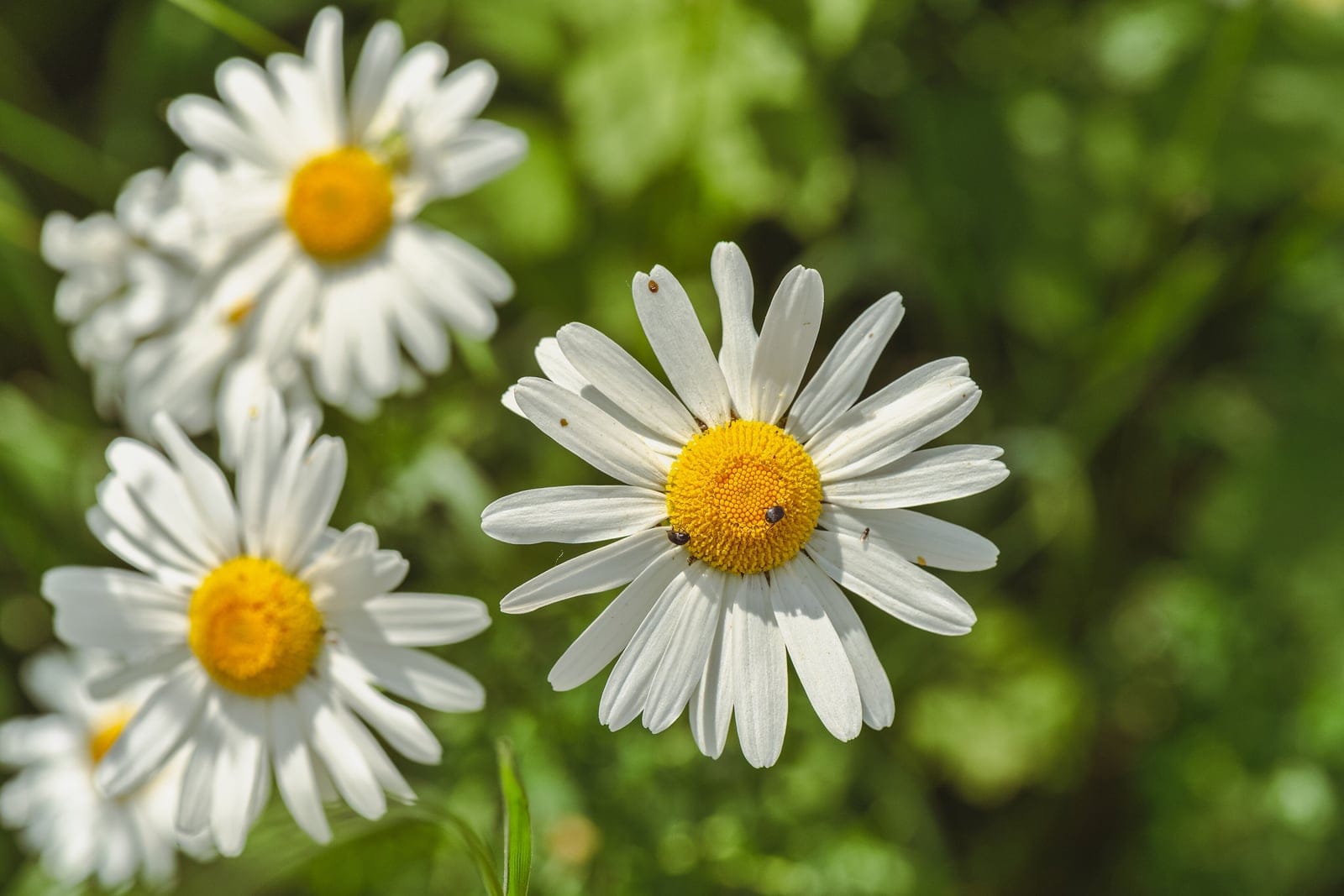 Margarida-do-campo (Leucanthemum vulgare) - flores liguladas branco-puras, espalhadas e dispostas em um único anel ao redor do capítulo (a clássica forma de margarida-do-campo / margarida comum), disco central abaulado amarelo-vivo de flósculos tubulosos densamente compactados, hastes floríferas longas e delgadas sustentando capítulos solitários acima da folhagem verde do prado (touceira ou grupo em flor).