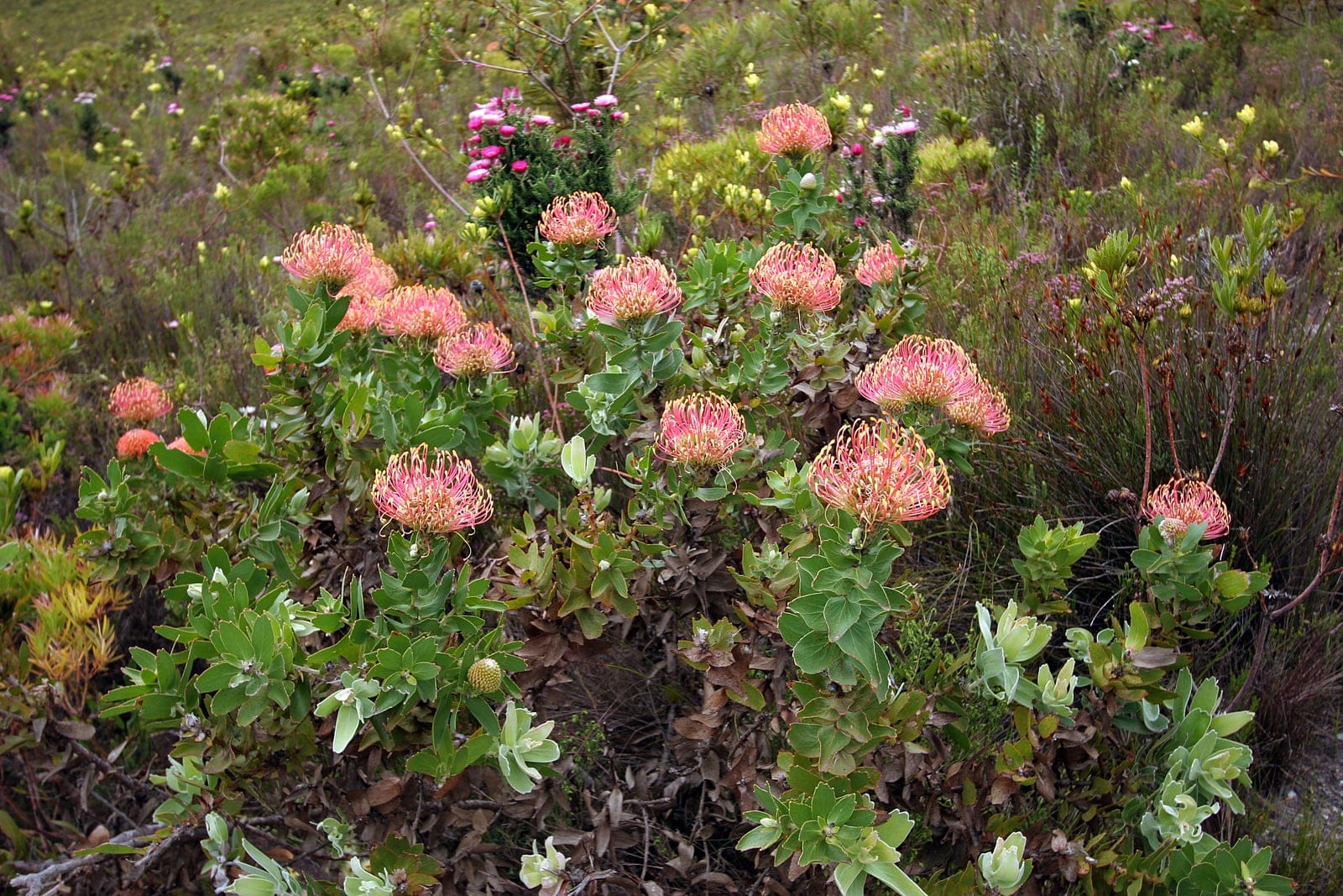 Pincushion protea (Leucospermum cordifolium) - brilliant salmon-orange domed 'pincushion' flower heads, each a cluster of nectar flowers from which long curved styles project like pins, spreading, rounded evergreen shrub habit growing low among the surrounding fynbos vegetation, blue-green, broadly heart-based (cordate) leaves clasping the stems beneath and around the flower heads.