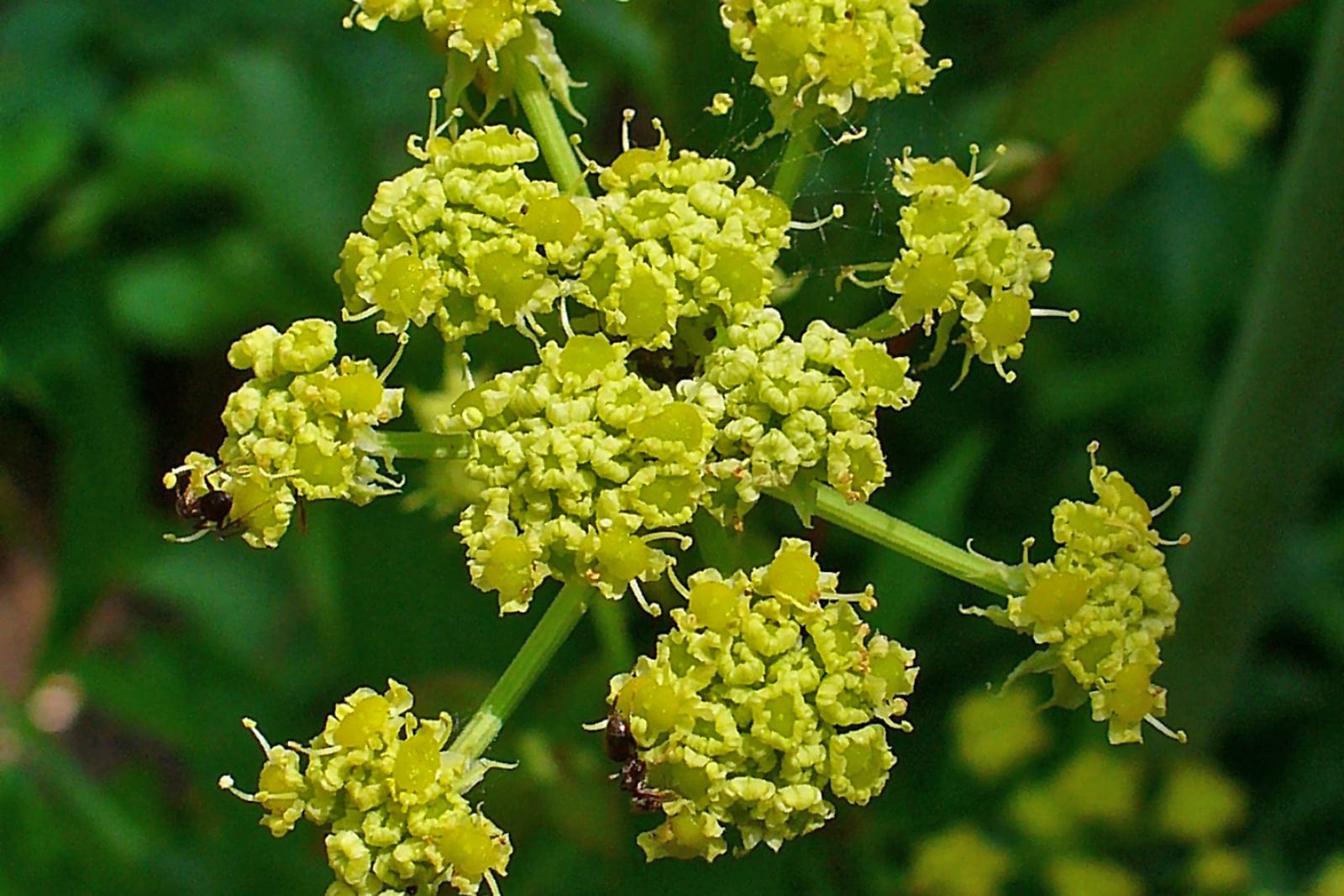 Inflorescencia de levístico (Levisticum officinale) - una umbela compuesta de diminutas flores de color amarillo verdoso sobre follaje dividido de color verde oscuro.