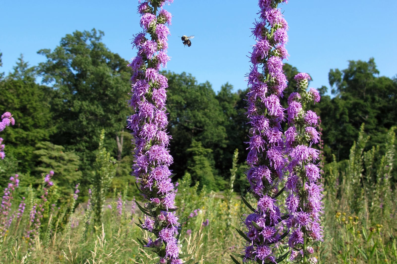 Dos altas espigas de estrella ardiente áspera (Liatris aspera) en una plantación de pradera contra un cielo azul, cubiertas de cabezuelas florales redondeadas y esponjosas de color púrpura lavanda con botones verdes y redondos entre ellas, un abejorro volando entre las espigas y más estrellas ardientes y árboles al fondo.