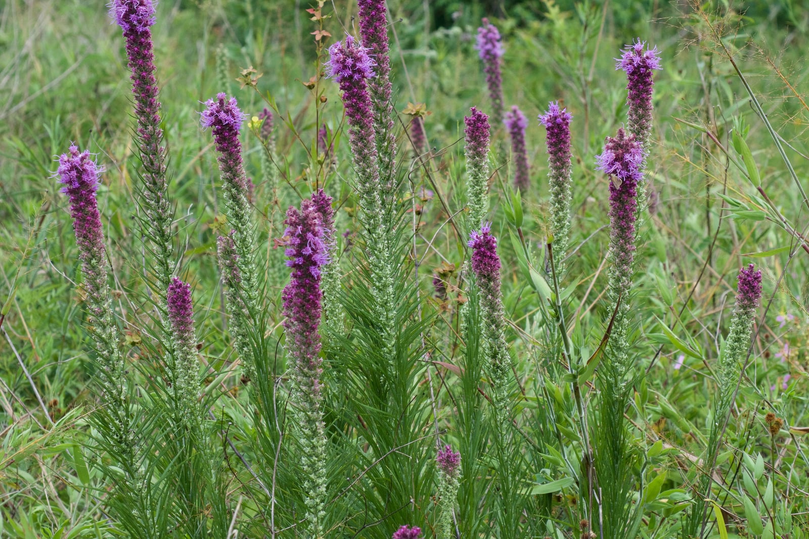 Un grupo de estrellas ardientes de pradera (Liatris pycnostachya) en un pastizal verde: una docena de espigas densas como espadañas, con flores esponjosas de color lila abiertas en las puntas sobre botones de color púrpura magenta intenso y botones inferiores verde pálido, en tallos cubiertos de hojas finas como agujas.