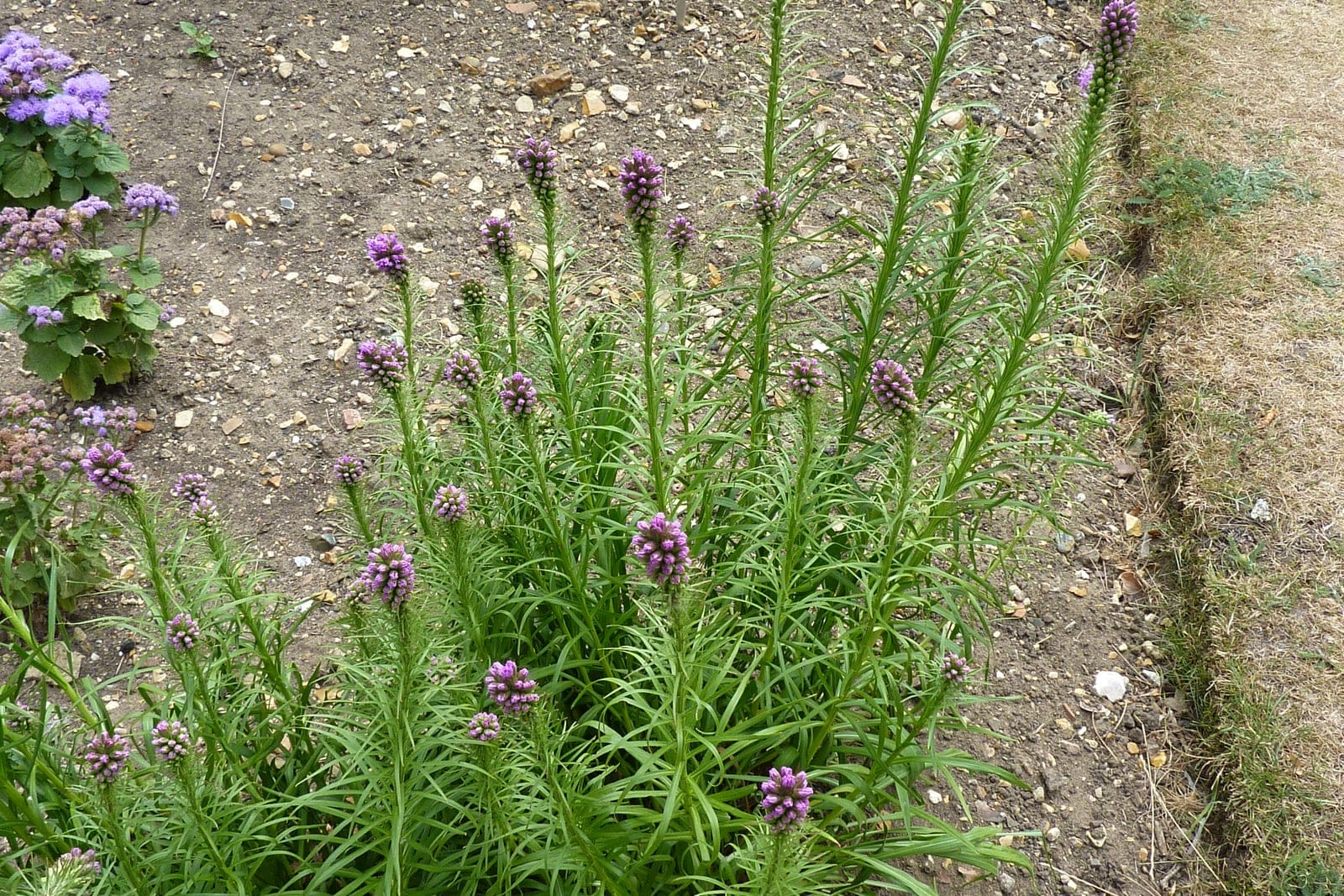 Dense blazing star (Liatris spicata) whole clump in a garden bed, showing the grass-like basal tuft and erect unbranched stems topped by dense purple flower spikes.