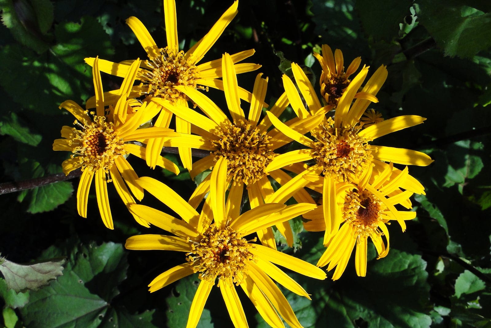 Close-up of Ligularia dentata flowers showing bright orange-yellow daisy-like composite blooms