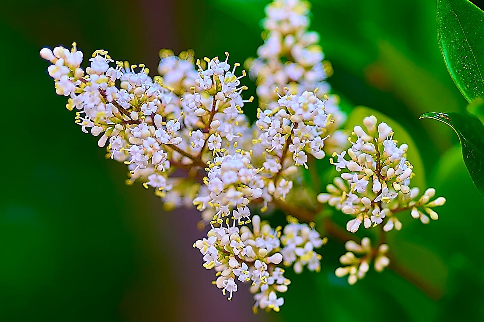 Ligustrum japonicum shrub in flower, Athens, Greece, May 2023