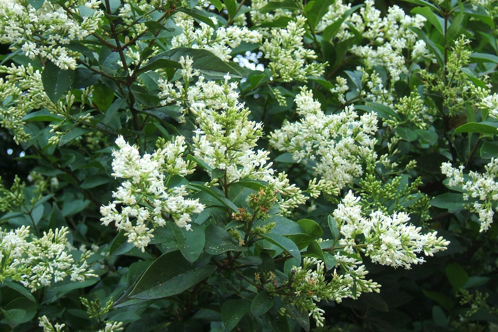 Aligustre de hoja oval en flor: muchas espigas erguidas y ramificadas de flores pequeñas, tubulares y de color blanco crema, con botones de un verde pálido, entre hojas ovaladas, brillantes y de color verde oscuro.