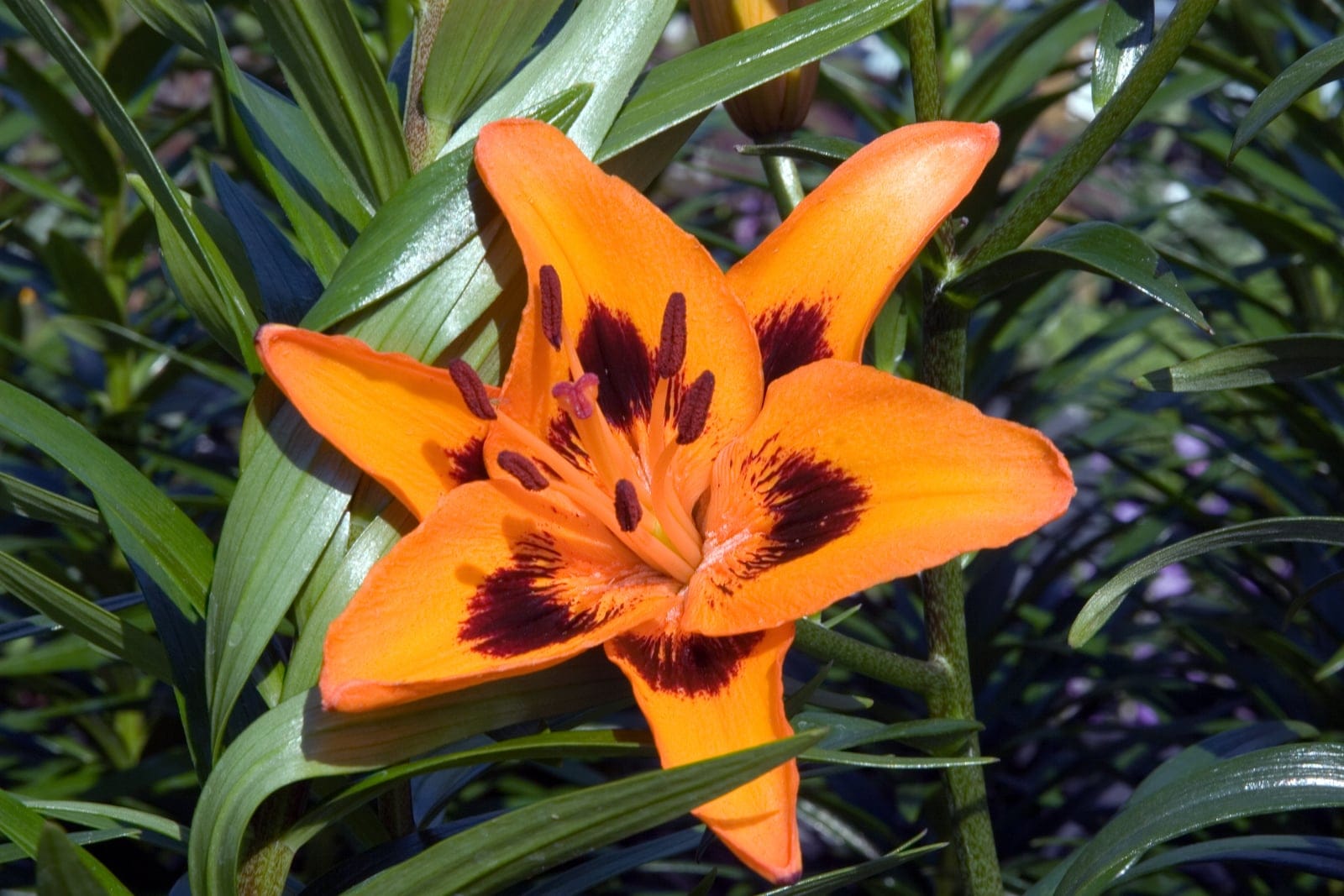 Asiatic hybrid lily (Lilium) flower facing upward, showing six orange tepals with dark maroon basal spotting, prominent dark anthers, and narrow lance-shaped stem leaves.