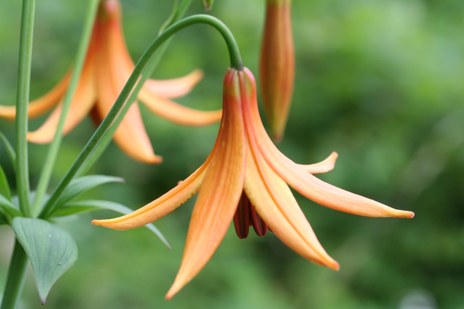 A single nodding Canada lily (Lilium canadense) flower hanging from a long, smoothly arching green pedicel: six orange tepals shading to yellow at the base and curving back at the tips, with dark red anthers dangling below on slender filaments. A whorl of flat lance-shaped leaves sits on the stem at the lower left and more flowers recede out of focus behind.