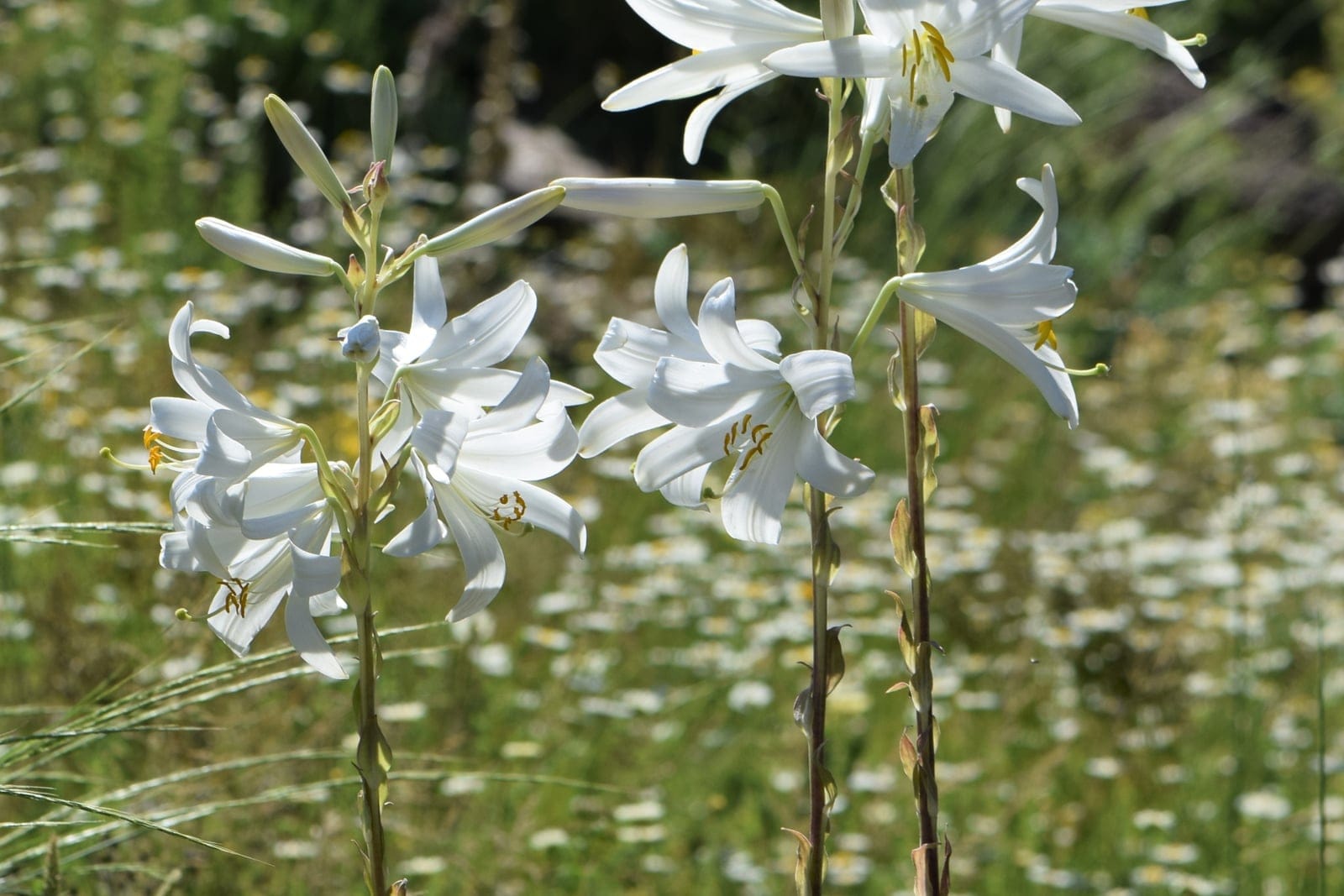 Lírio-branco (Lilium candidum) - hastes altas e folhosas, cada uma encimada por um grupo de flores em trombeta branco-puras, largas e voltadas para fora, anteras amarelo-douradas contrastando com as tépalas brancas sem manchas, porte de bulbosa ereta e majestosa de floração estival, mostrado como hastes floríferas erguendo-se de um prado gramado.
