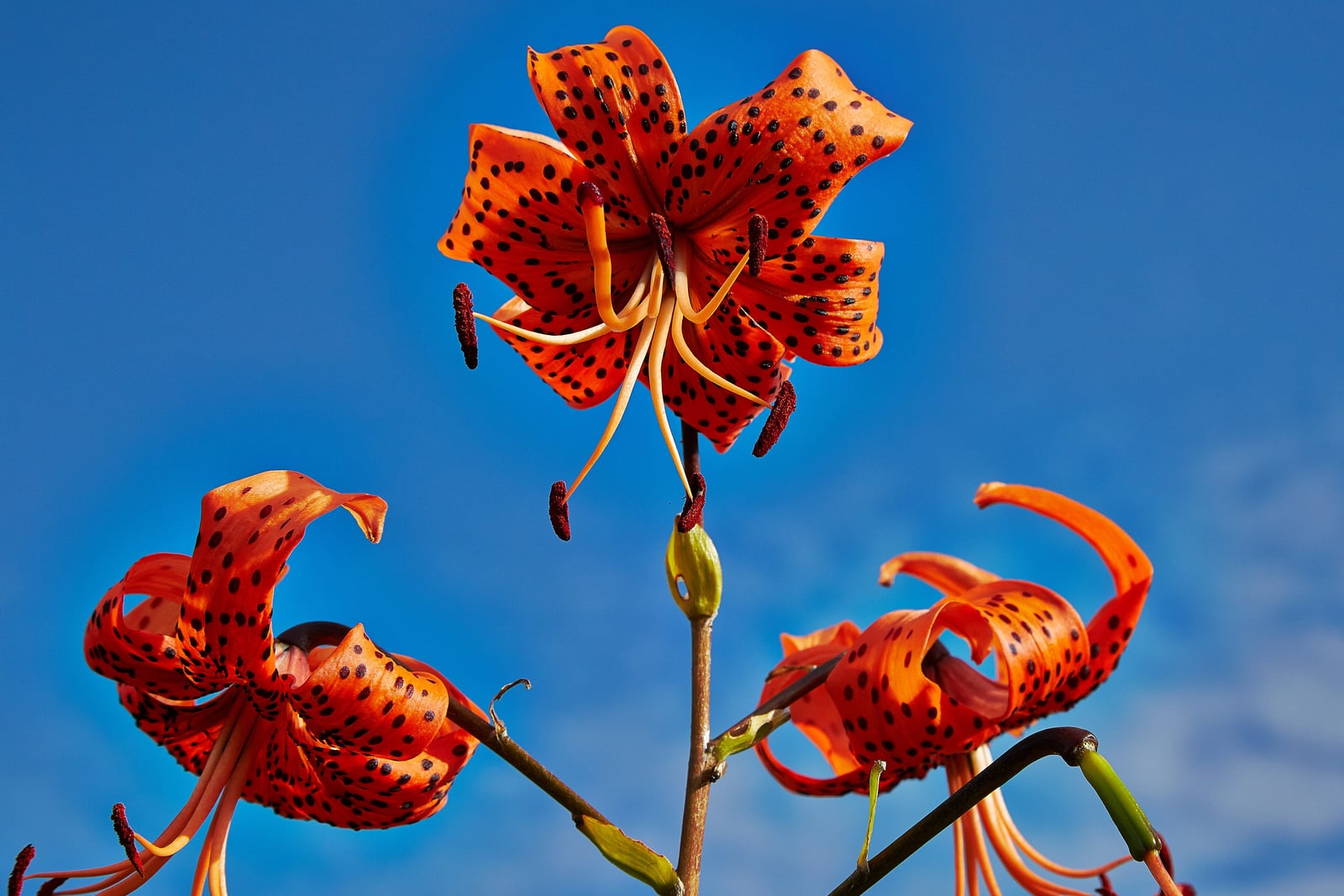 Three tiger lily (Lilium lancifolium) flowers against a deep blue sky, their orange tepals heavily spotted with black and curved right back on themselves so the flower reads as a ball of reflexed petals. Long filaments carry big rust-red anthers well clear of the flower. A dark purple-brown bulbil sits in a leaf axil on the stem below the top flower.