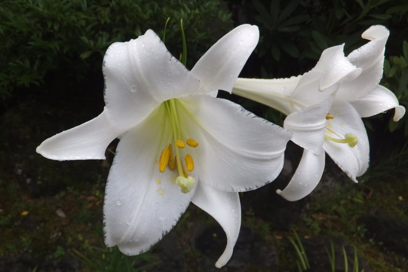 Two pure white Easter lily (Lilium longiflorum) flowers held horizontally, each a long narrow trumpet flaring into six waxy recurved lobes, with a green-white style and bright yellow anthers inside. Rain droplets stand on the petals; a third unopened trumpet points away behind, over dark foliage.