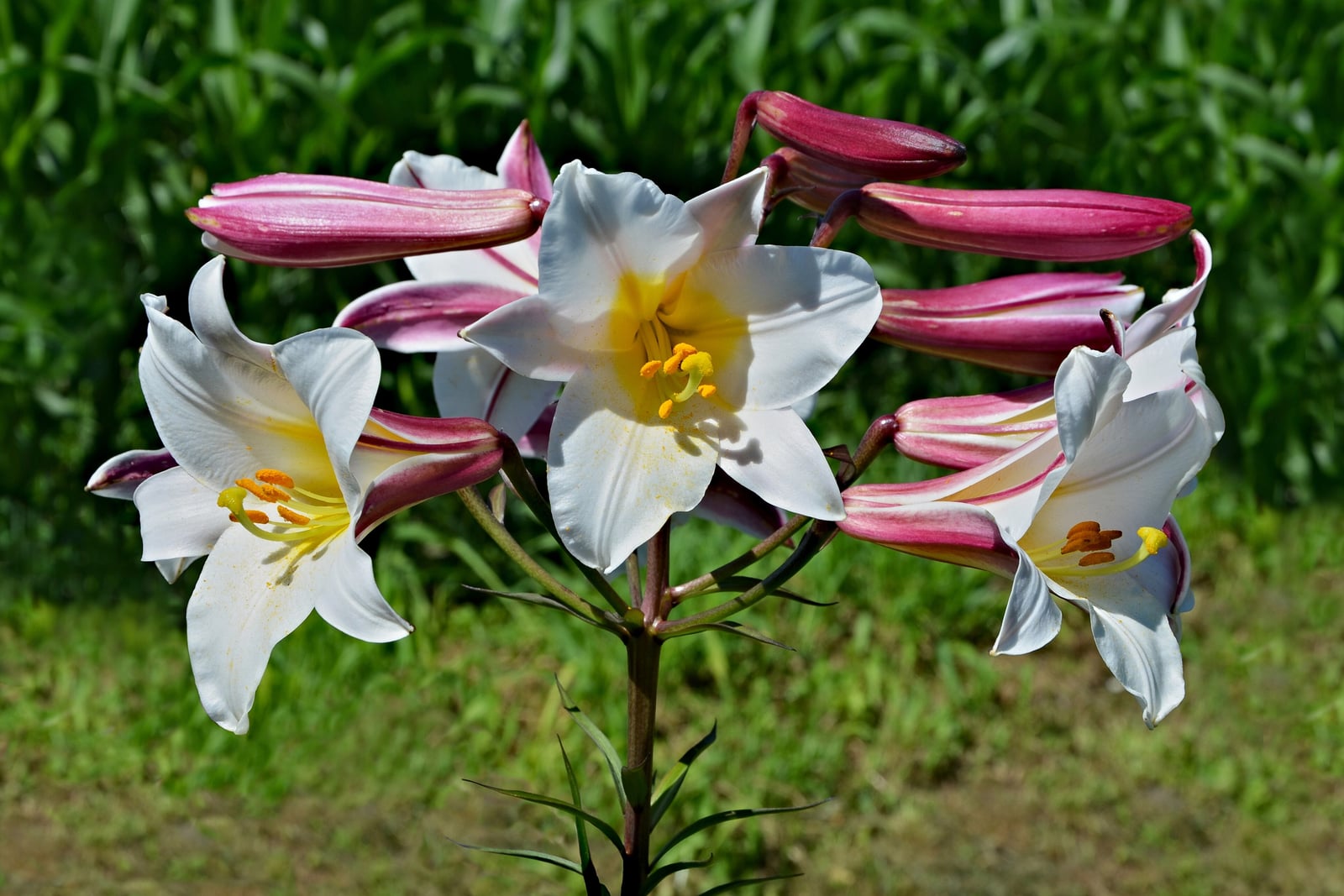 A regal lily (Lilium regale) stem carrying an umbel of white trumpet flowers and several unopened buds, all radiating from one point. The open flowers show yellow throats and orange anthers; the buds and the outside of the tepals are strongly flushed wine-purple, so the closed buds read almost entirely purple against the white of the open blooms. Narrow dark leaves clothe the stem below.