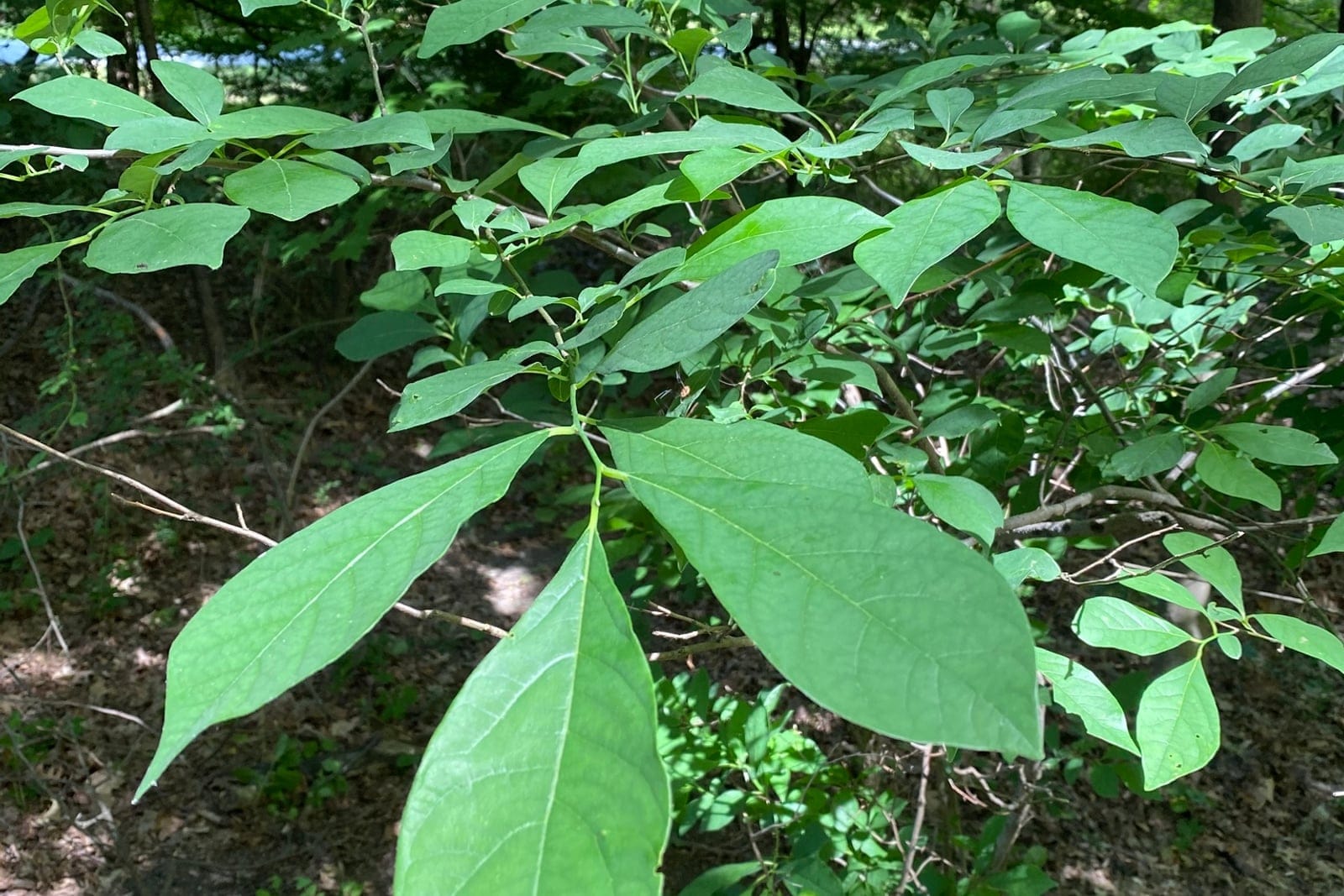 A green-season spicebush (Lindera benzoin) in its native woodland understory, showing the loose, open, multi-stemmed branching and alternate obovate leaves.