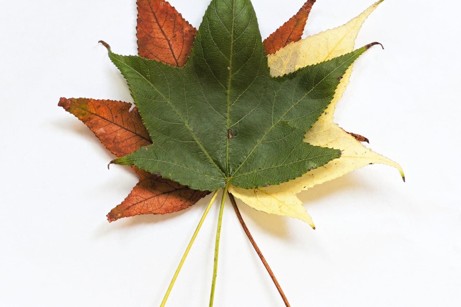 American sweetgum (Liquidambar styraciflua) showing characteristic spiky round seed pods on winter branches.