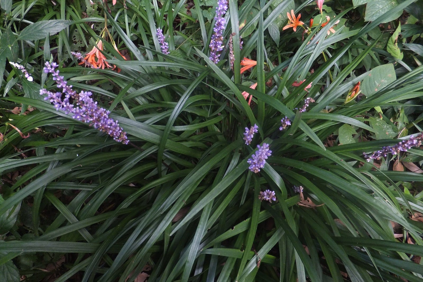 Liriope muscari clumps with lilac flower spikes growing as groundcover in the Institute for Nature Study, Tokyo