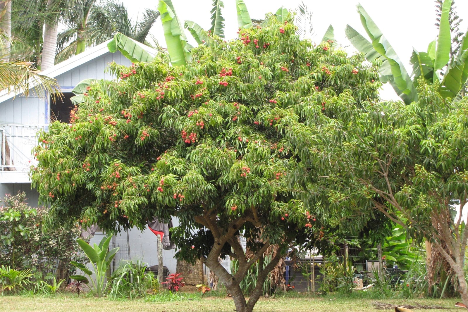 Lychee tree bearing clusters of ripe red fruit on Maui, Hawaii