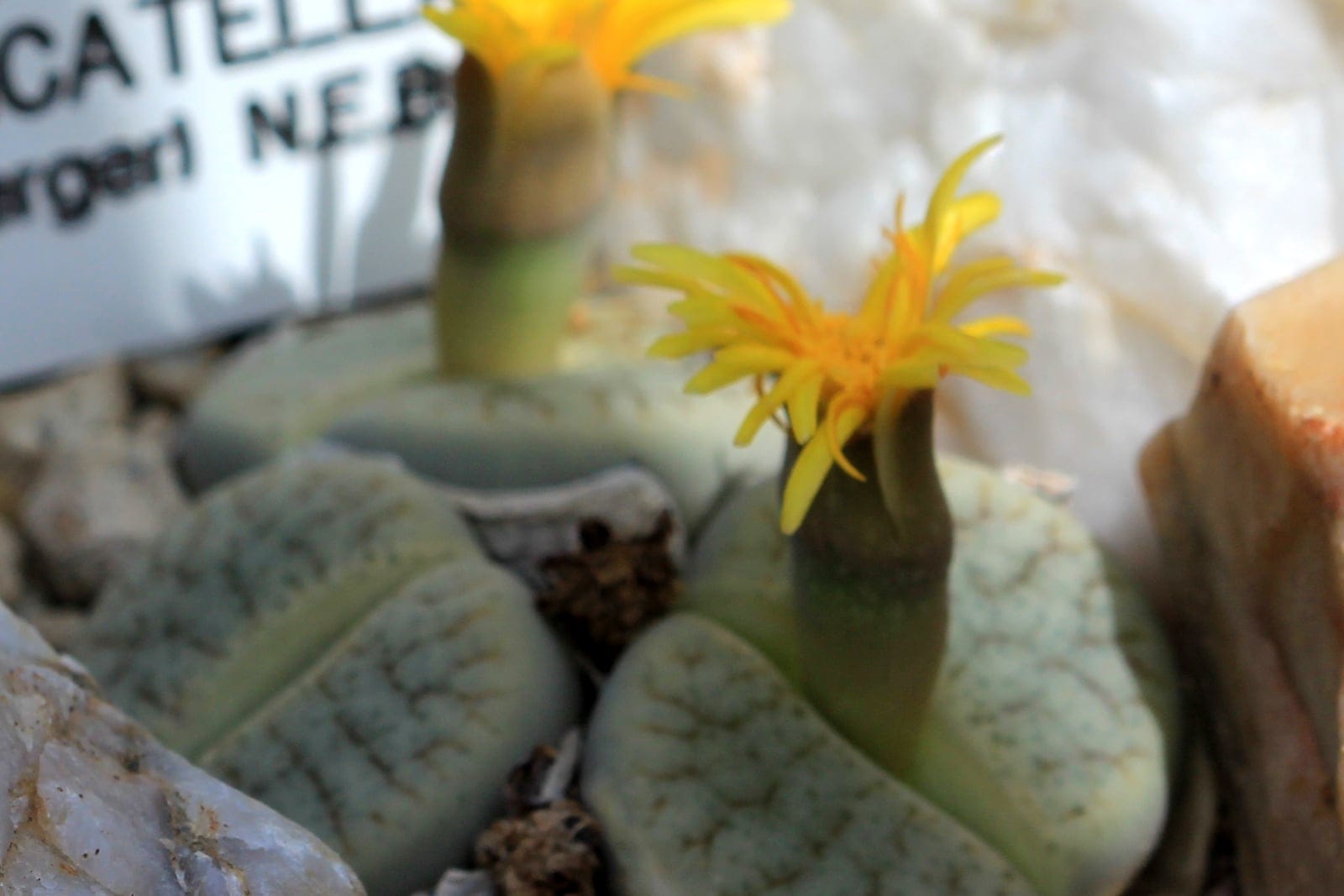 Living stones (Lithops pseudotruncatella) - paired fused succulent leaves split by a central fissure, sitting almost flush with the ground among matching pebbles (the camouflaged 'living stone' body), branching, vein-like dendritic windowed markings on the flat grey-green leaf tops, yellow daisy-like flowers emerging from the central slit (the once-a-year autumn bloom).
