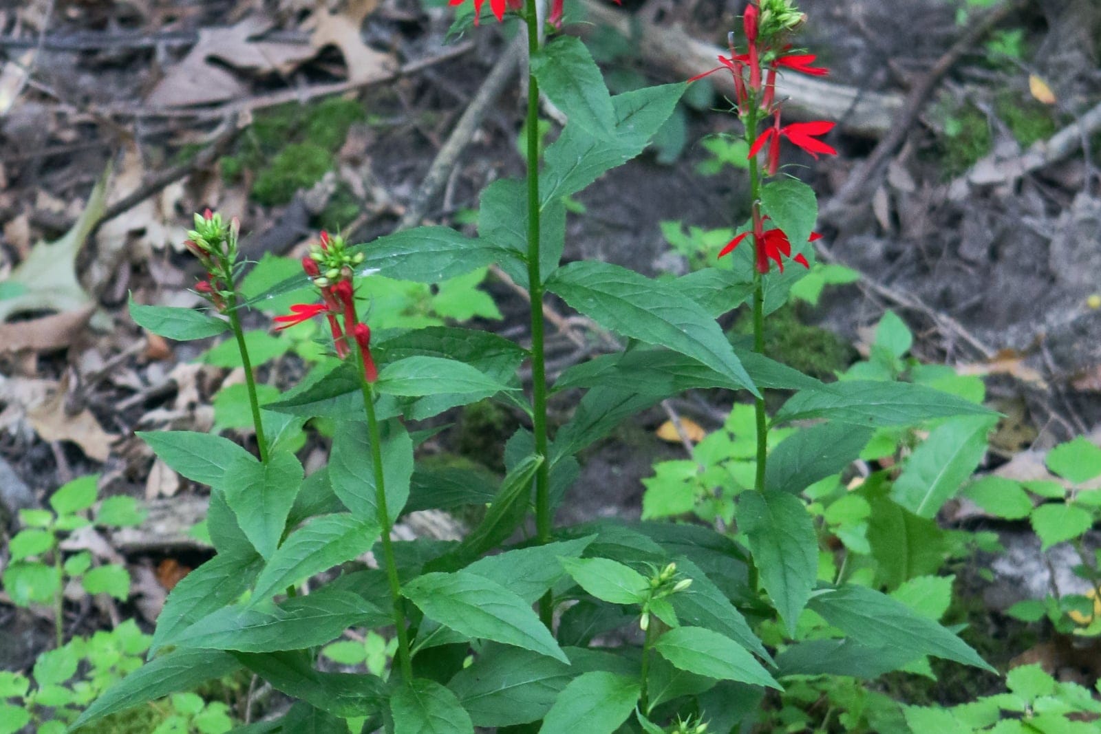 Cardinal flower (Lobelia cardinalis) whole-plant habit on a shaded streambank, showing erect unbranched scarlet flower spikes above a basal clump of lance-shaped leaves.
