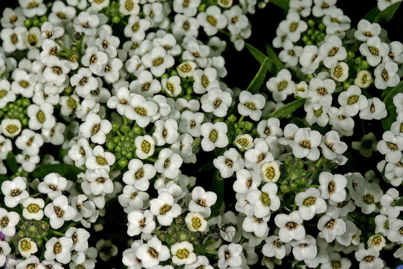 Alisso-marítimo (Lobularia maritima) mostrando cachos densos de minúsculas flores brancas de quatro pétalas com o centro verde-amarelado e pequenos botões verdes, sobre folhas estreitas verde-acinzentadas.