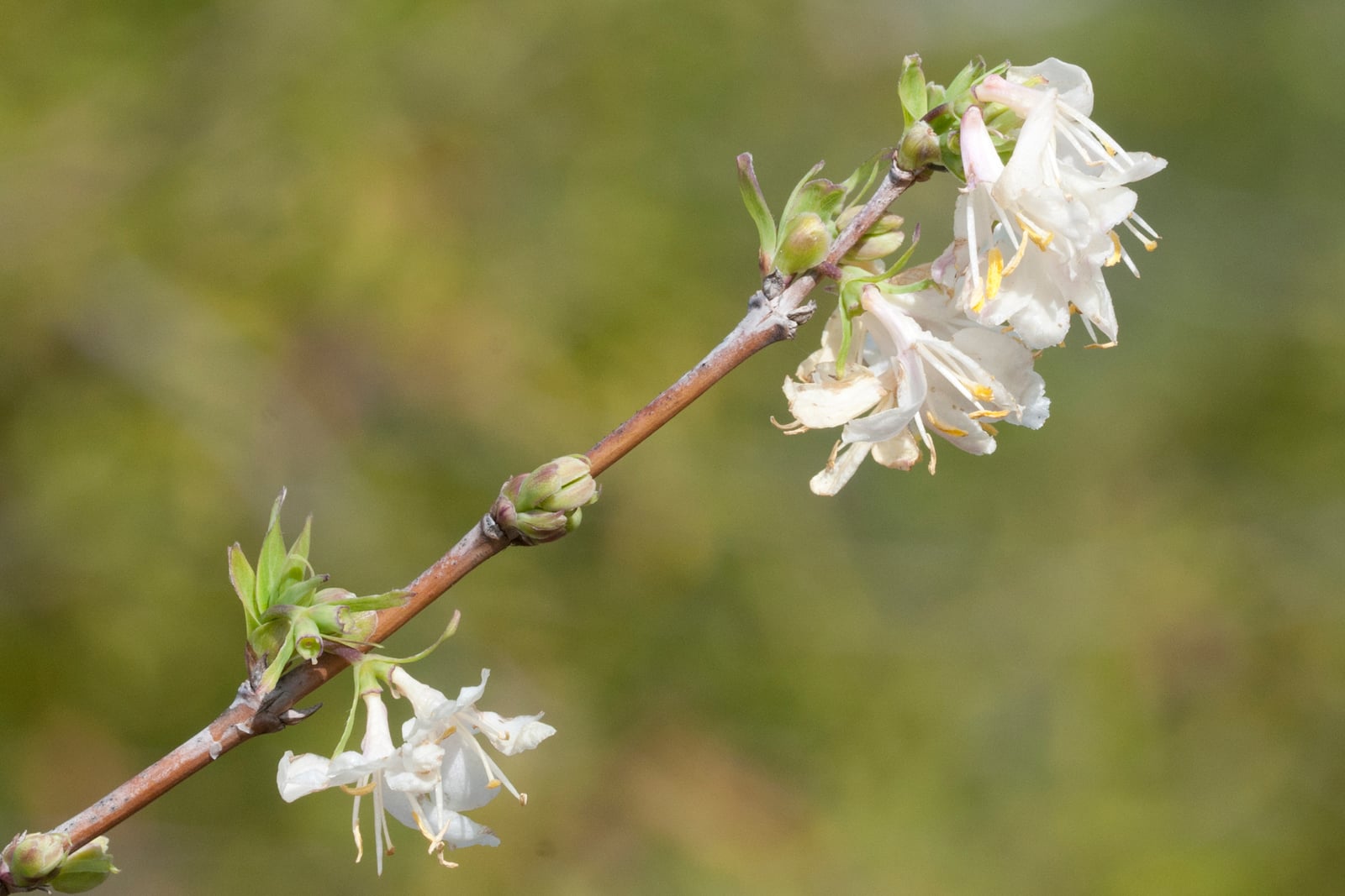 A bare winter honeysuckle twig running diagonally across the frame, carrying paired creamy-white flowers with long protruding stamens and tight green paired buds along the stem, against a soft green background.