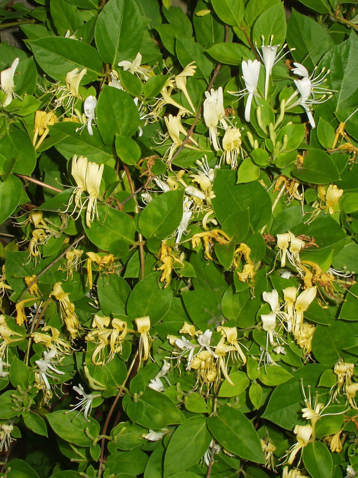 Japanese honeysuckle (Lonicera japonica) - paired tubular flowers white-aging-to-yellow, long protruding stamens, opposite oval leaves, twining semi-evergreen stems.