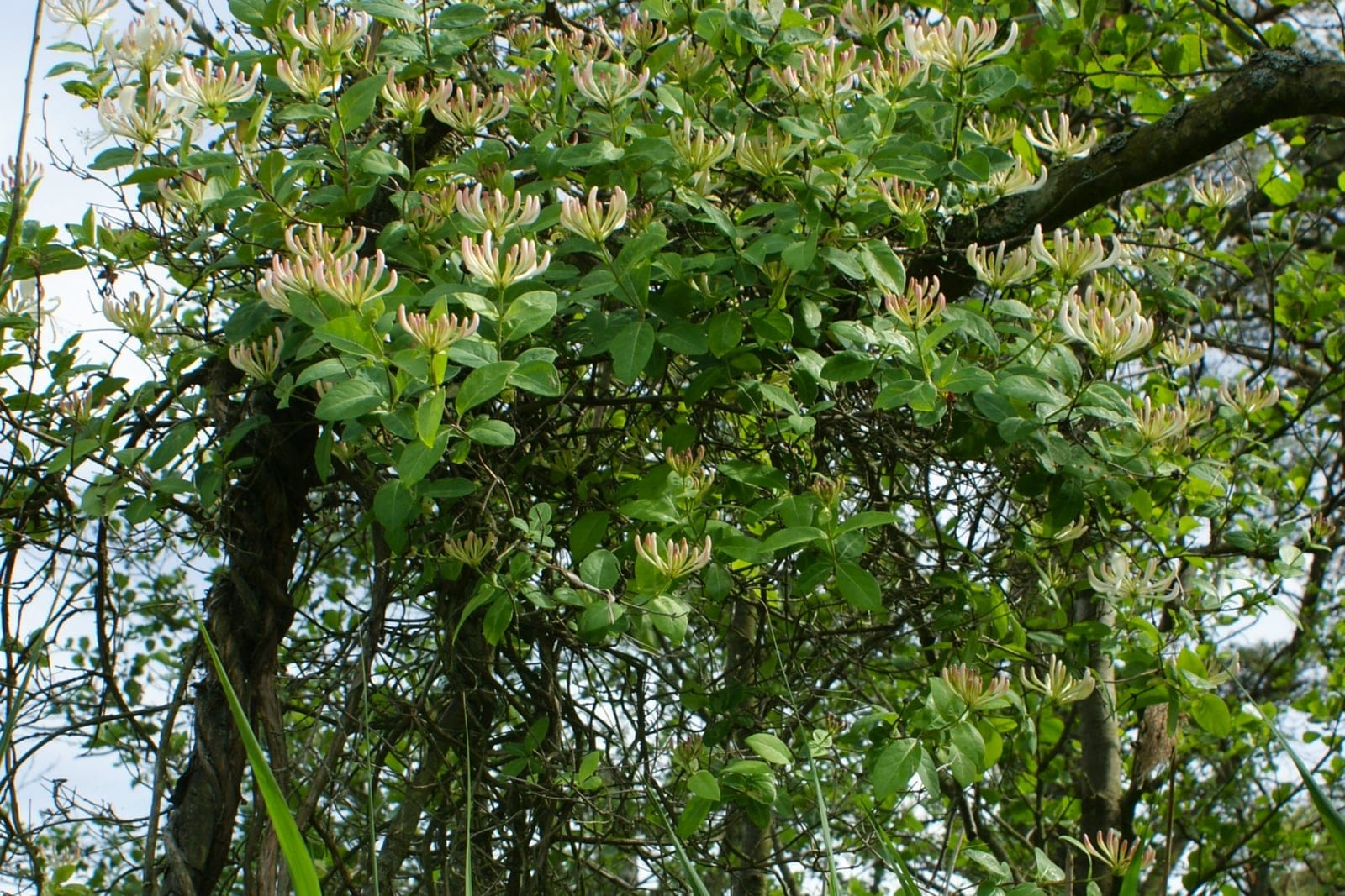Lonicera periclymenum flowers - cream and yellow tubular blooms flushed pink-red at the tips, clustered at a stem tip