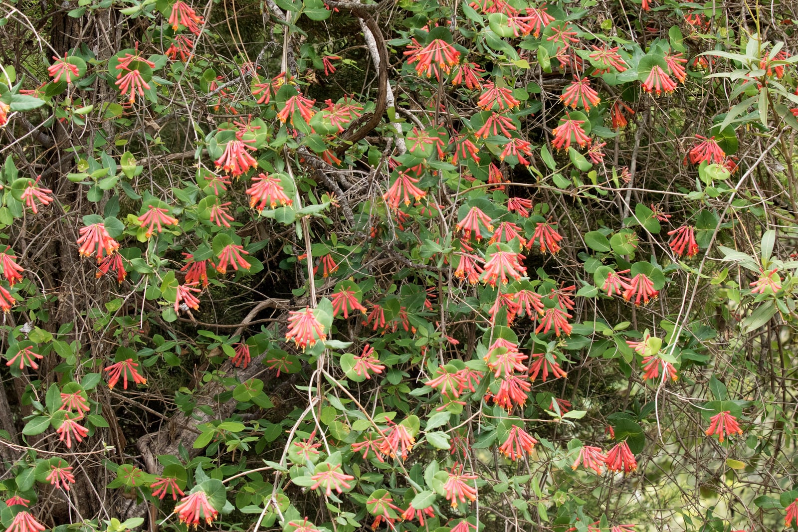 A trumpet honeysuckle vine covered in whorled clusters of long coral-red tubular flowers with orange throats and protruding stamens, over rounded blue-green leaves and woody twining stems.
