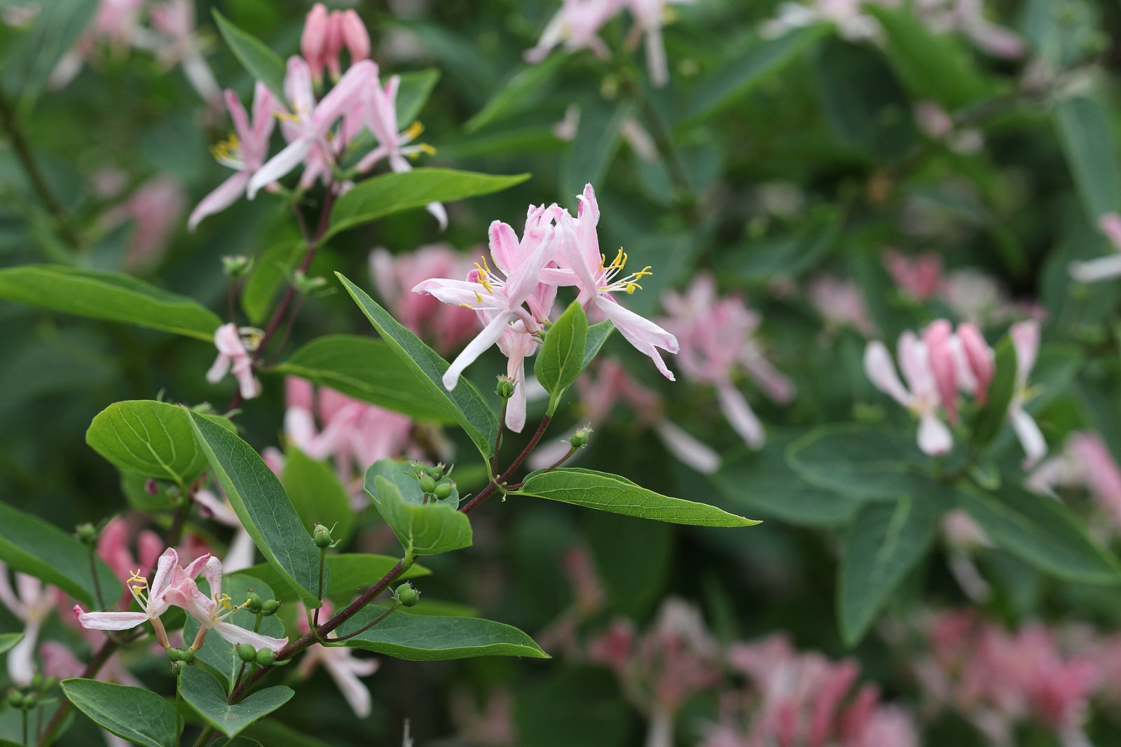 A Tatarian honeysuckle branch carrying pale pink flowers whose narrow petals bend back around protruding yellow stamens, over opposite blue-green leaves, with many more flowers blurred behind.