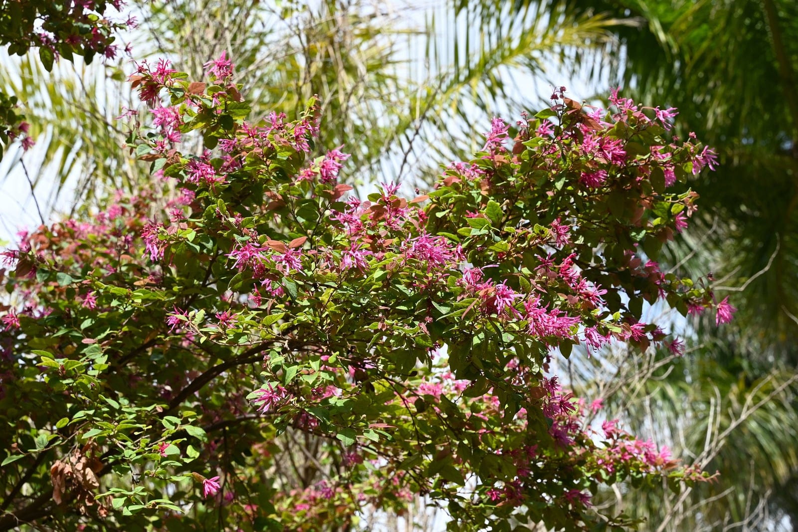 Loropetalum chinense in full bloom showing massed ribbon-like pink-white flowers and layered branching habit at Jardín Botánico La Concepción, Malaga