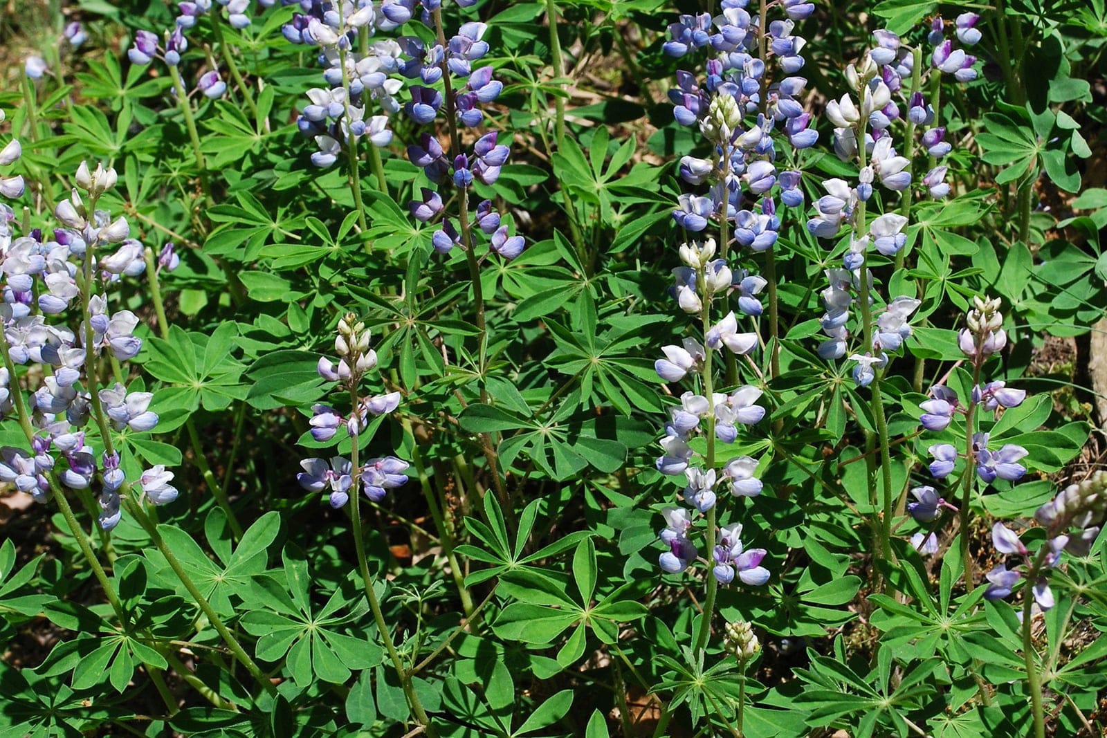 Wild lupine (Lupinus perennis) in flower, showing erect spikes of blue-purple pea flowers above palmately compound leaves with radiating leaflets.